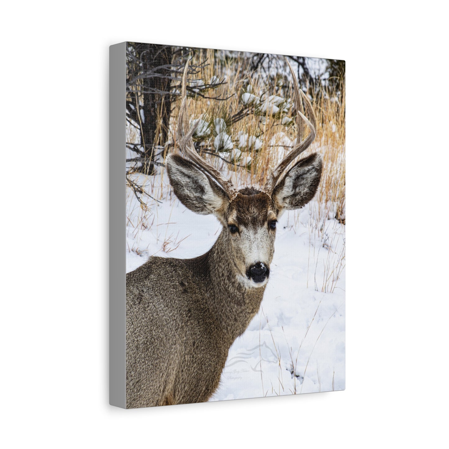 Deer Antlers in February Canvas