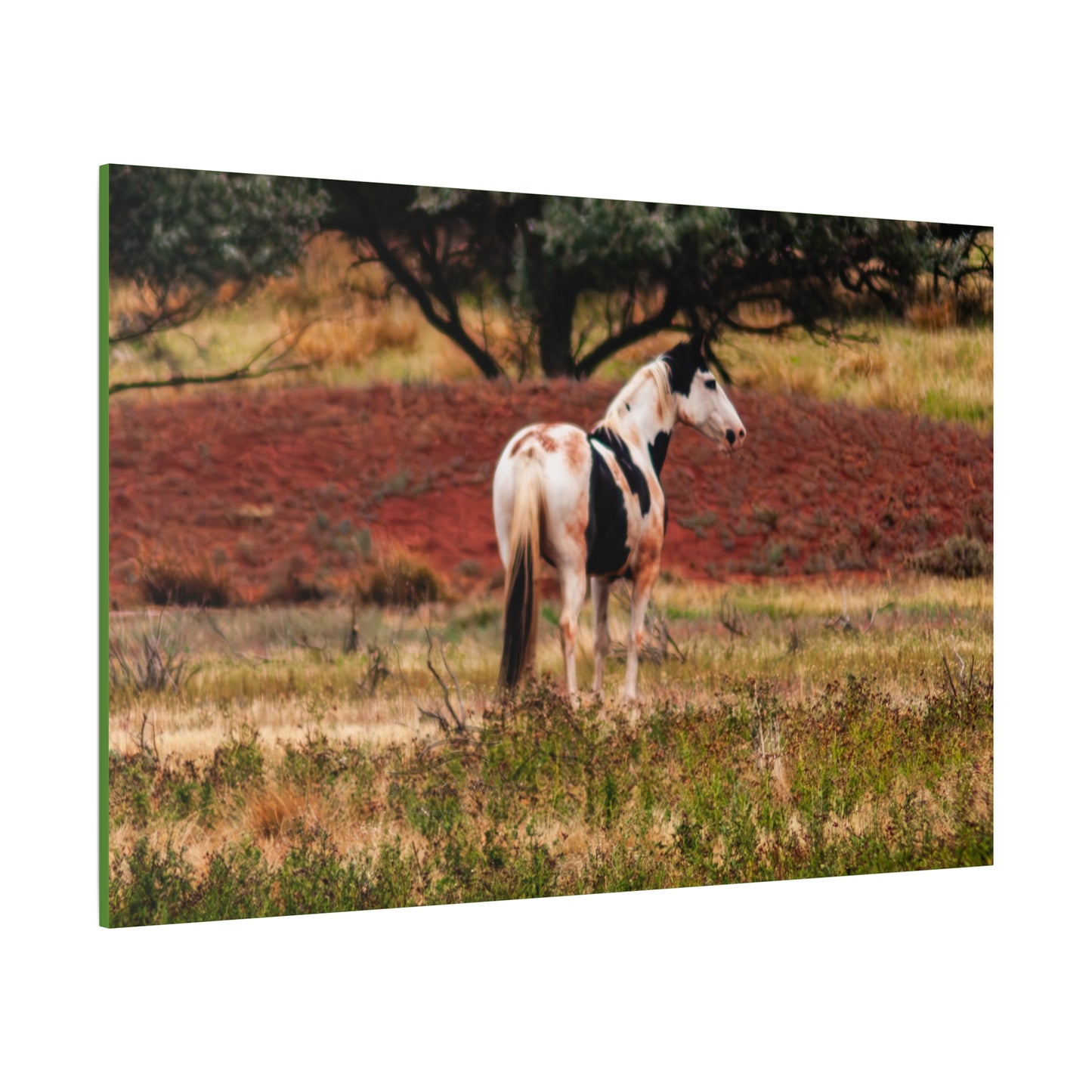 Painted Horse Canvas