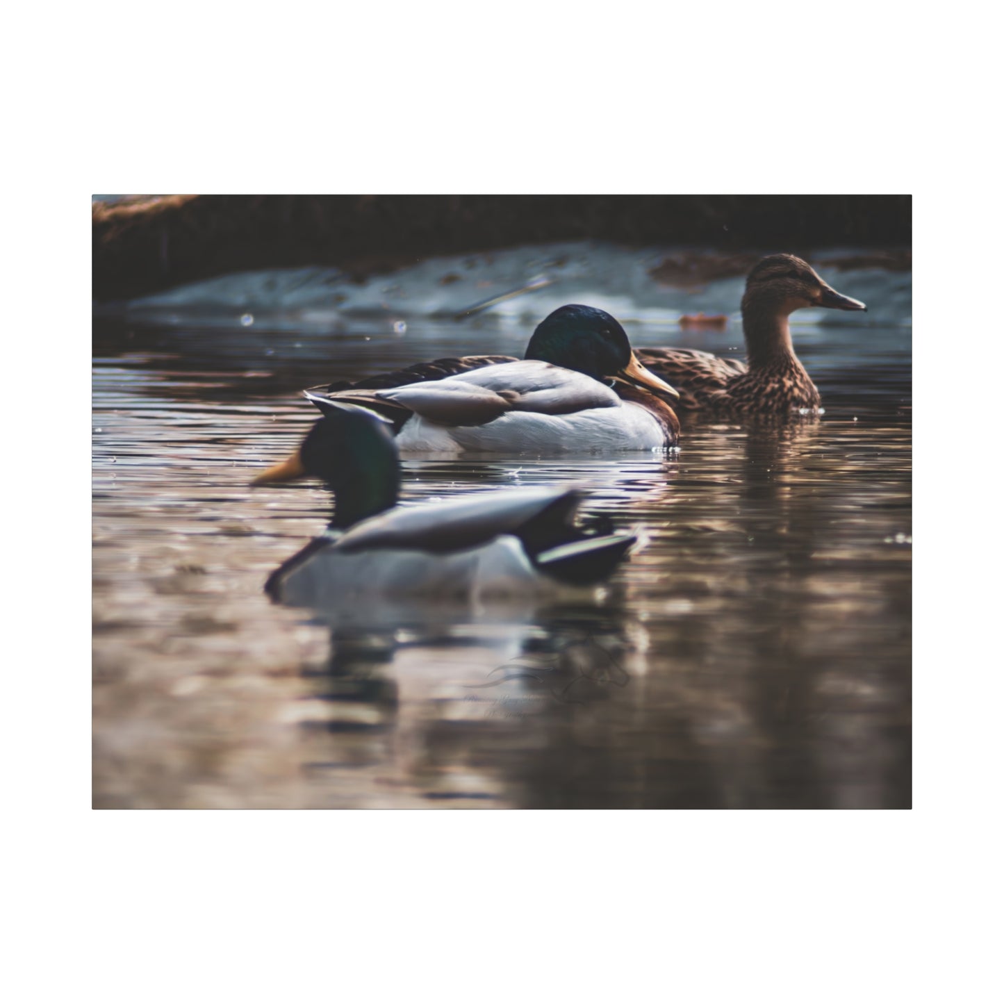 Mallard Ducks Canvas