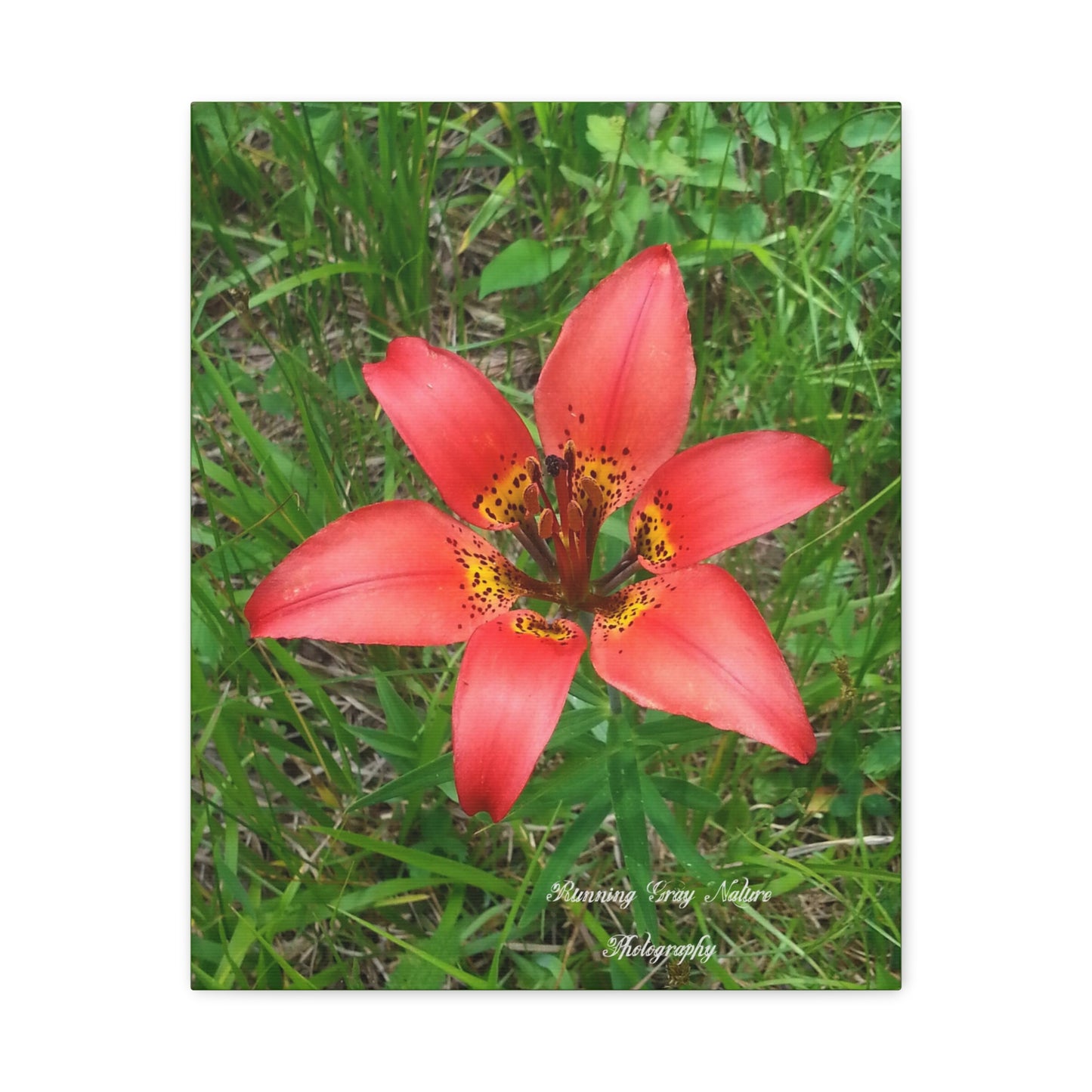 Red Tiger Lily Matte Canvas, Stretched, 1.25"