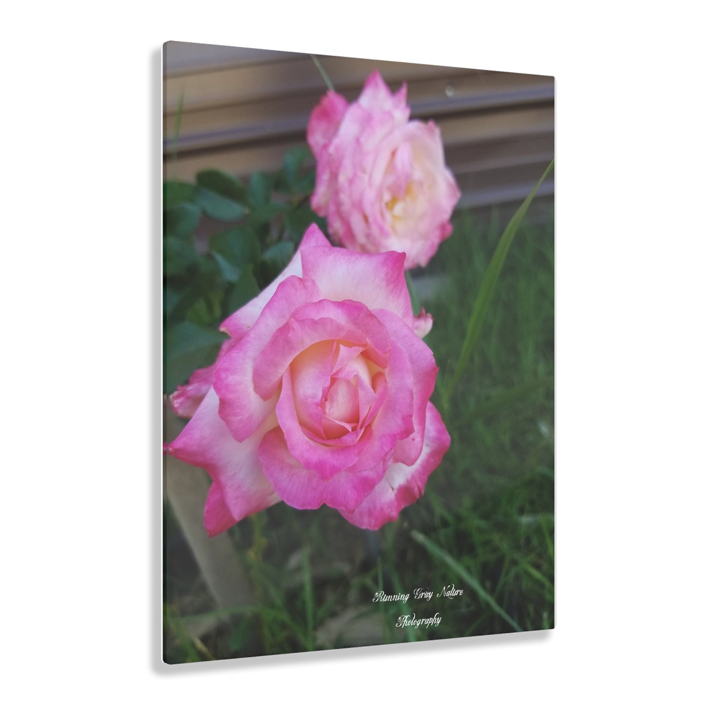 Pink Roses Acrylic Prints