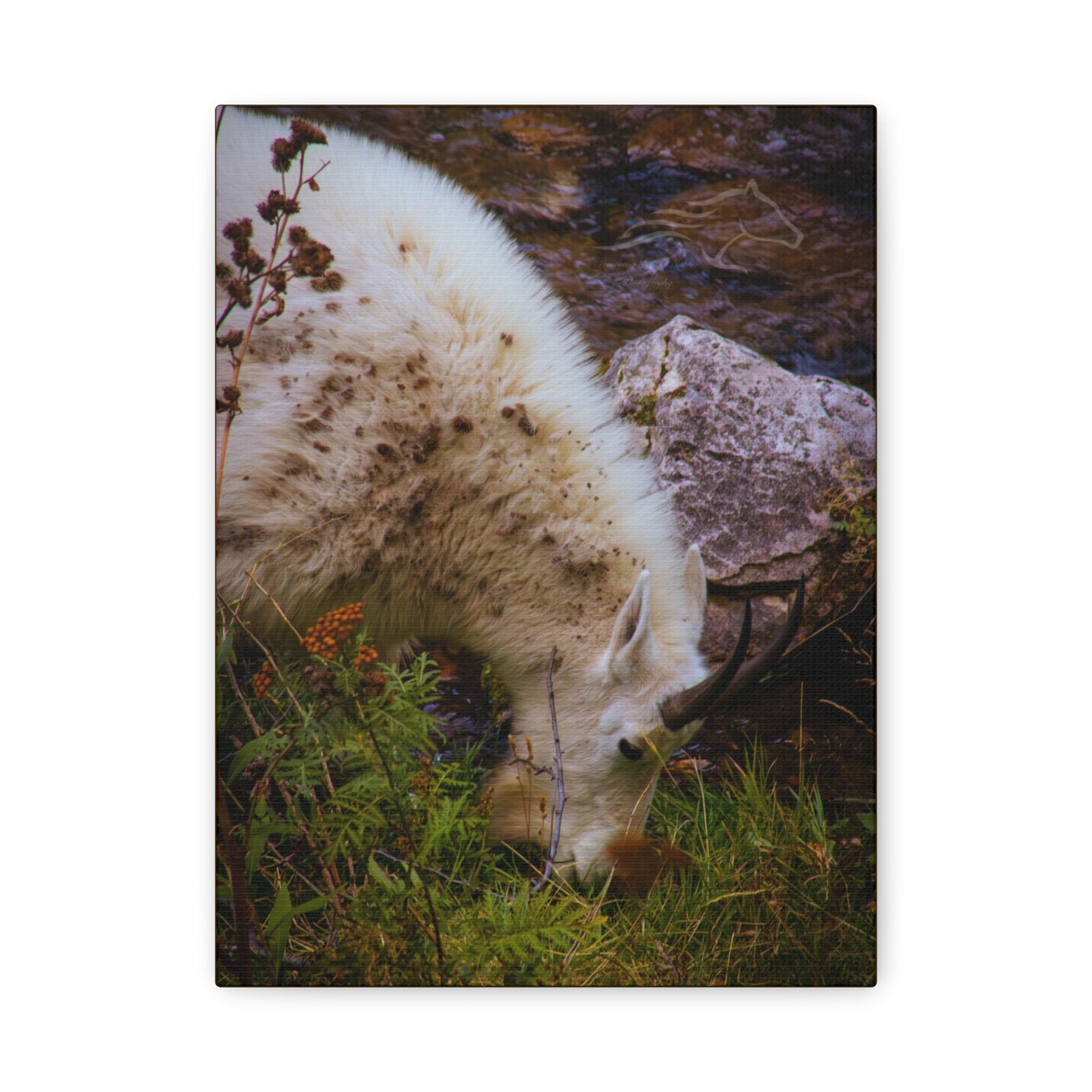 Mountain Goat Canvas