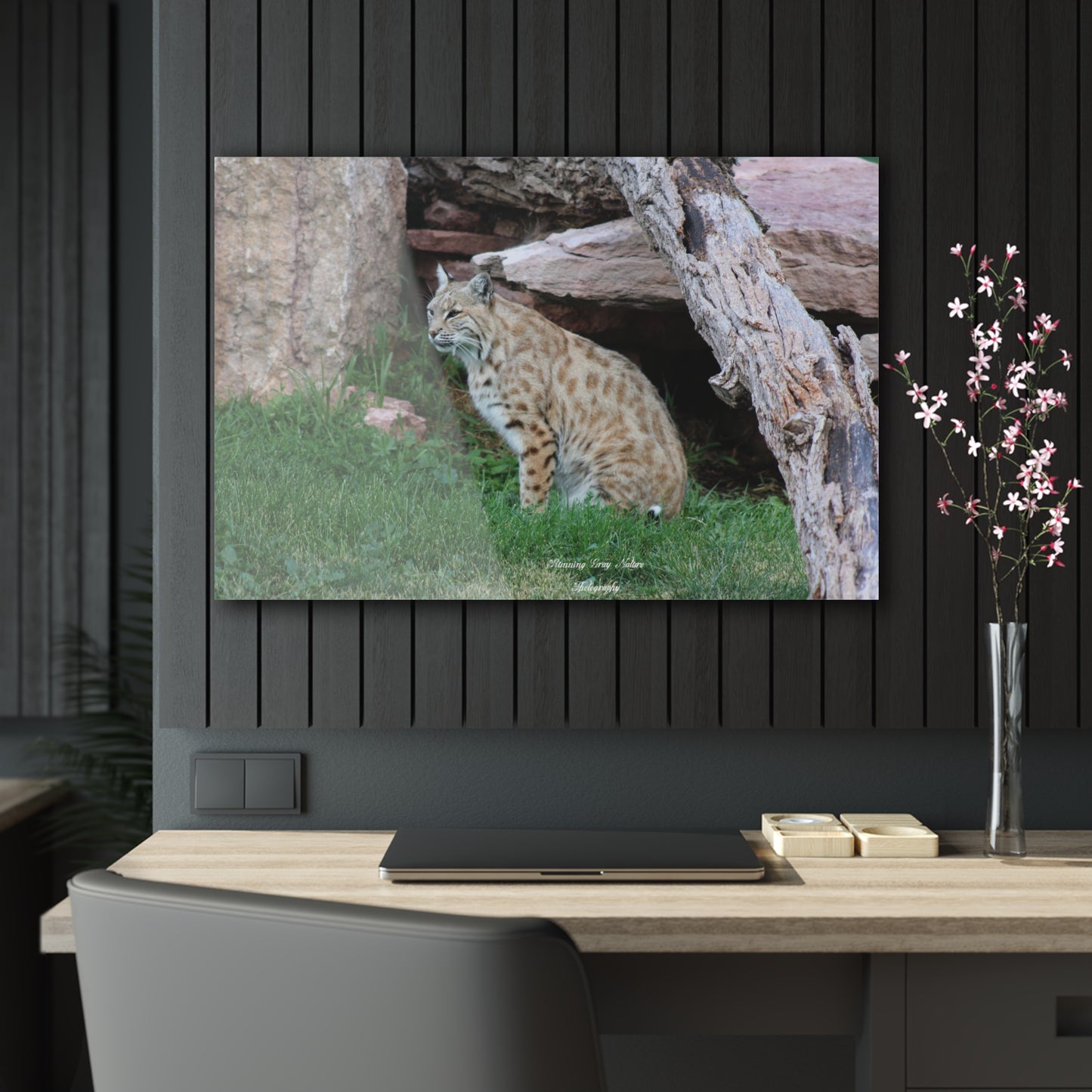 Sitting Bobcat Acrylic Prints