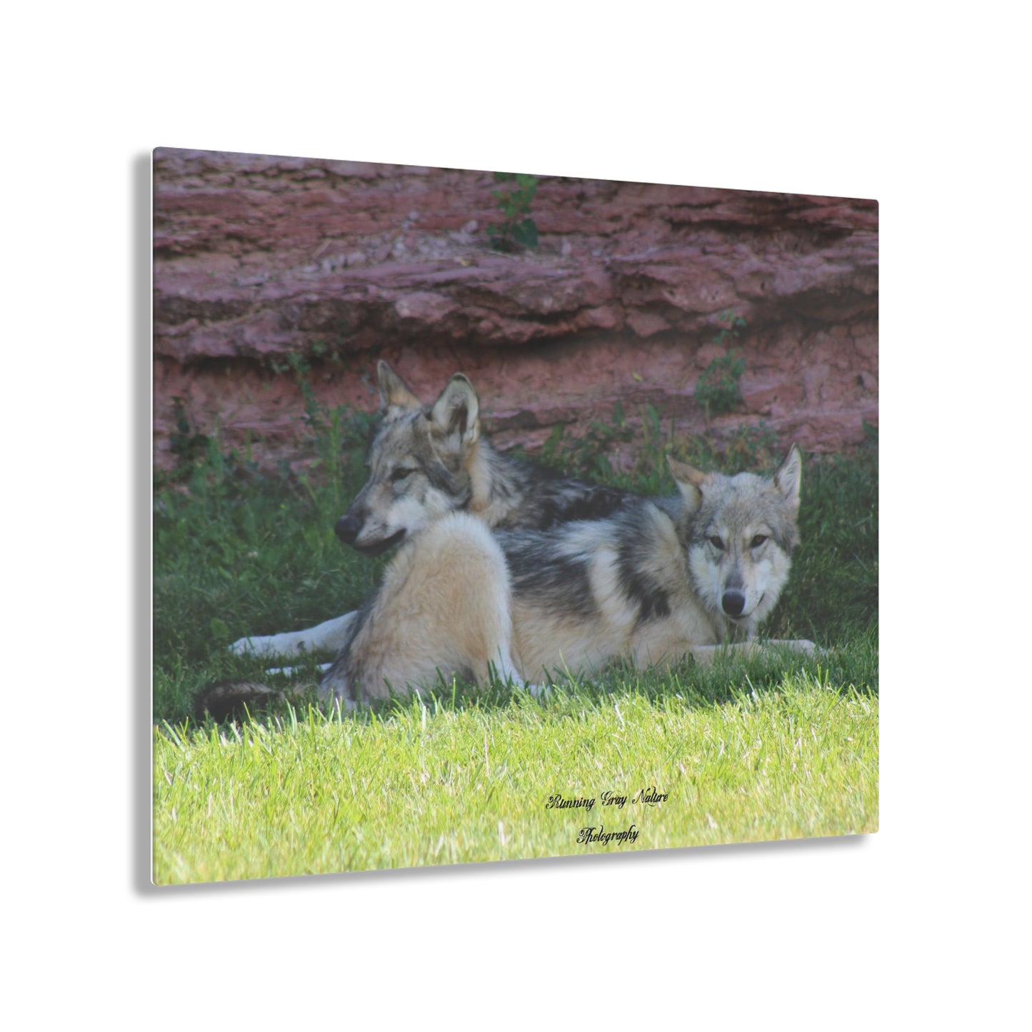 Wolves Acrylic Prints