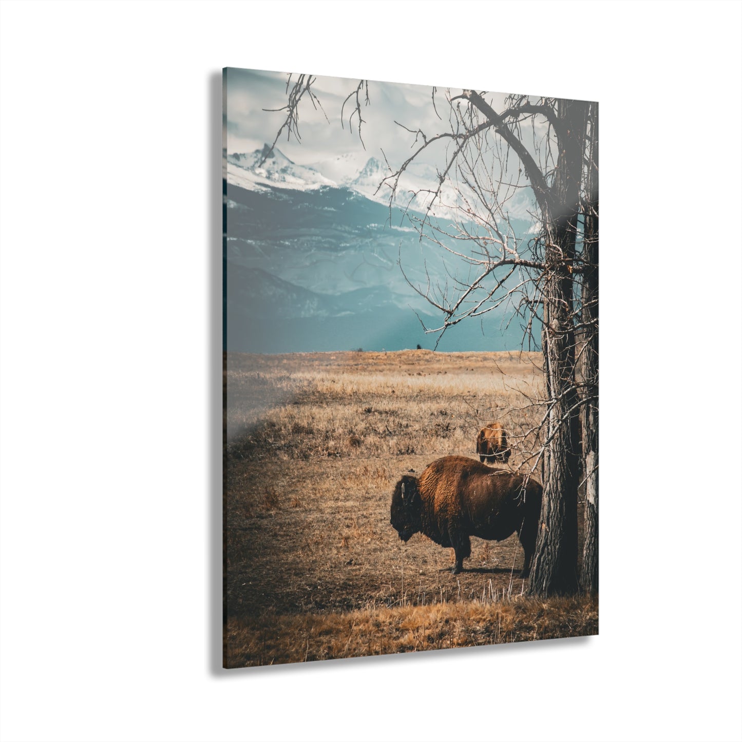 Rustic Bison Mountain Acrylic