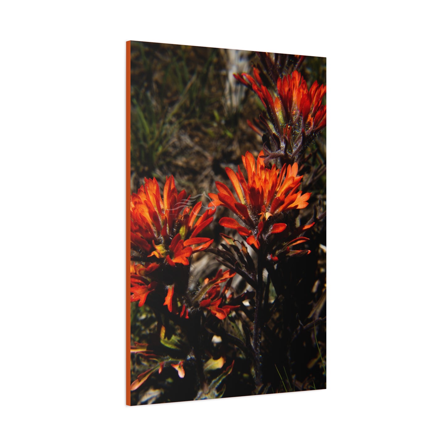 Indian Paint Brush Canvas