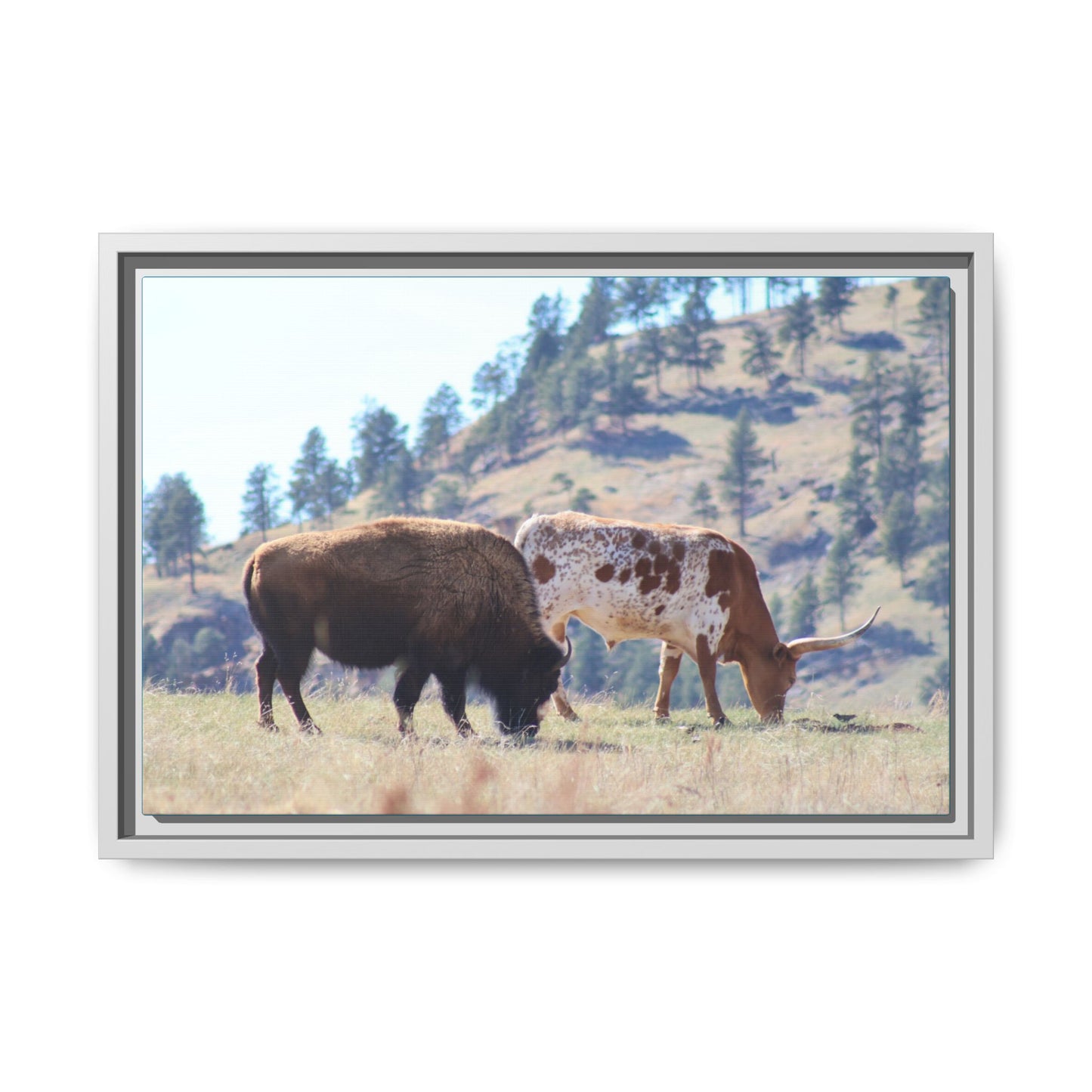 Long Horn and Buffalo Framed Canvas