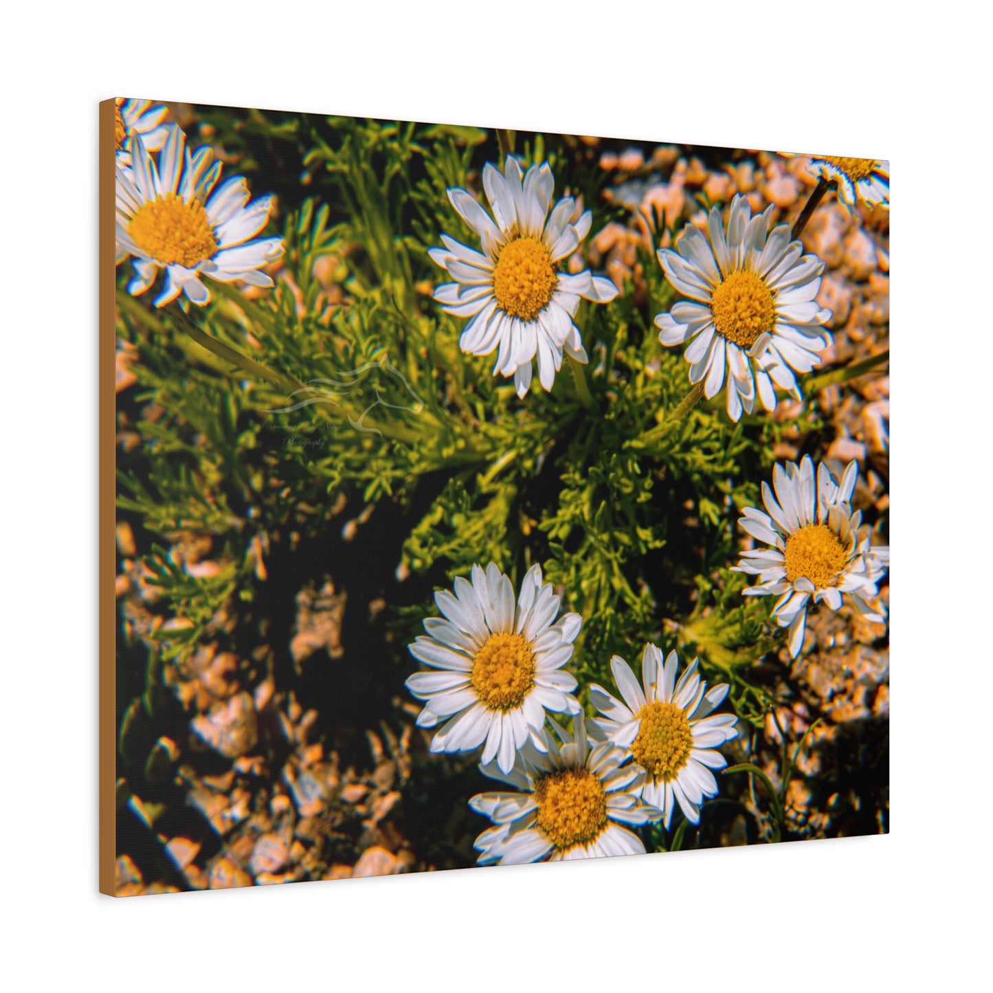 Wild Daisy Canvas