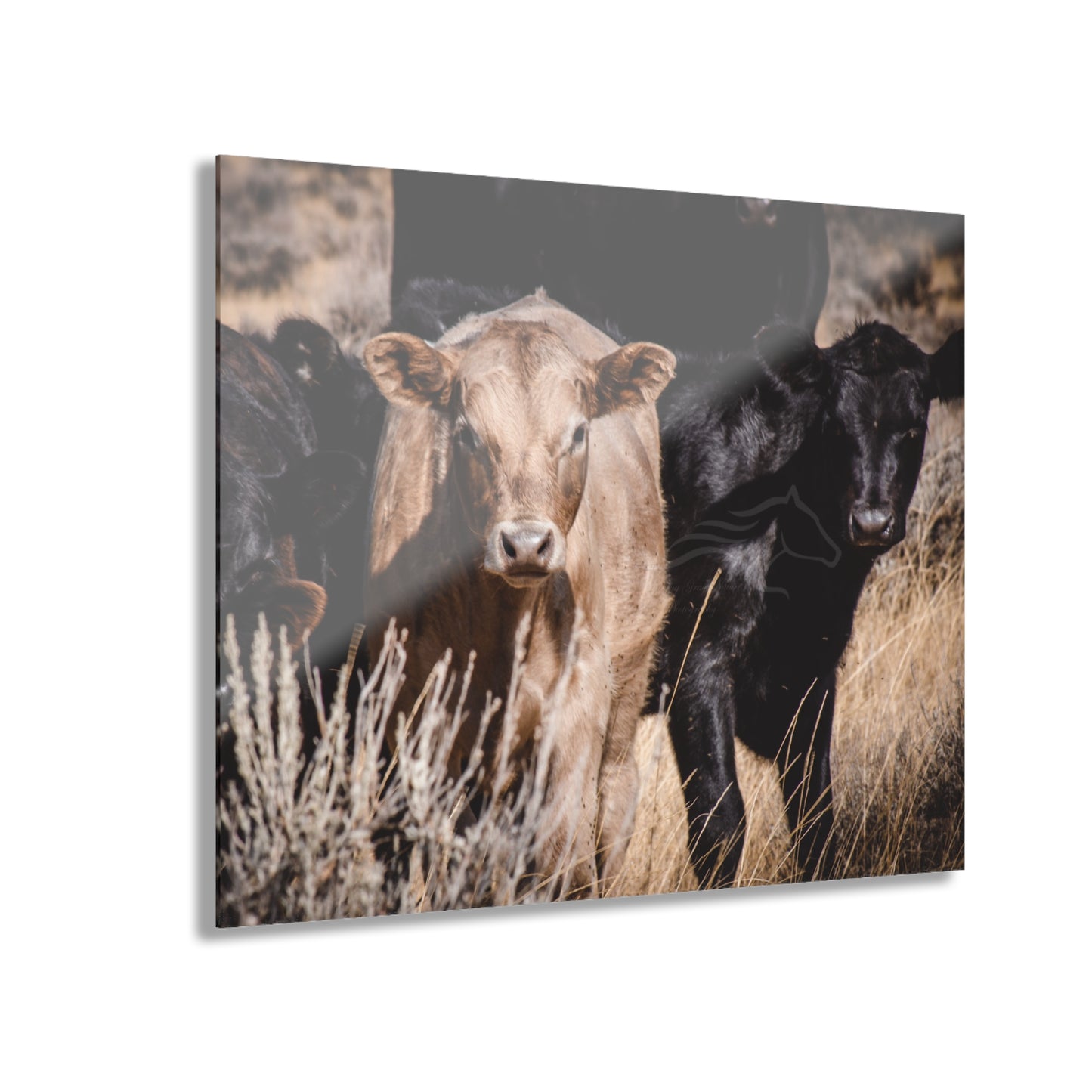 Baby Blonde Calf Acrylic