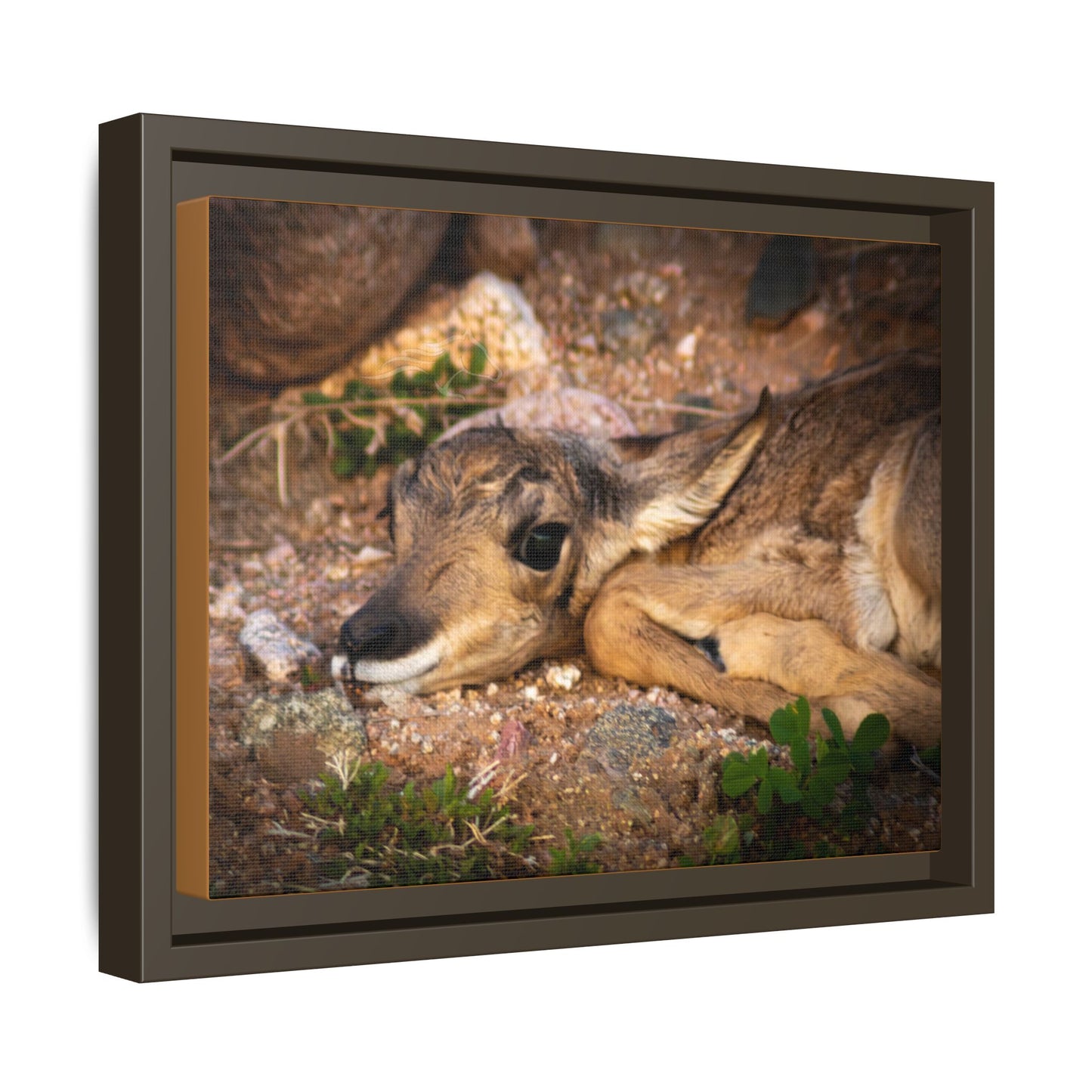 Baby Antelope Framed Canvas