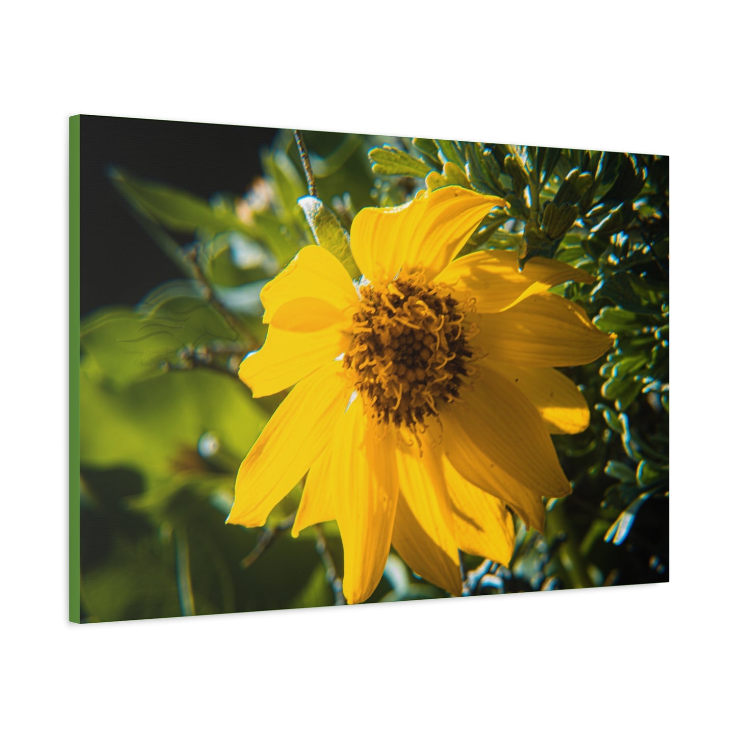 Arrowleaf Balsamroot Canvas