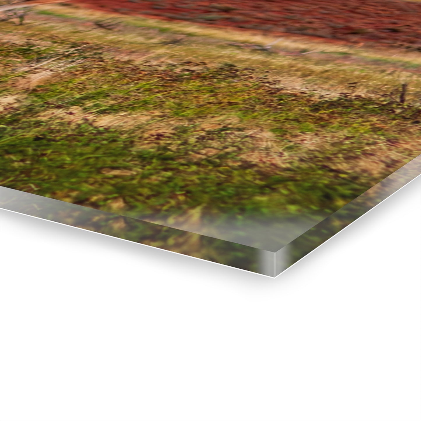 Painted Horse Acrylic