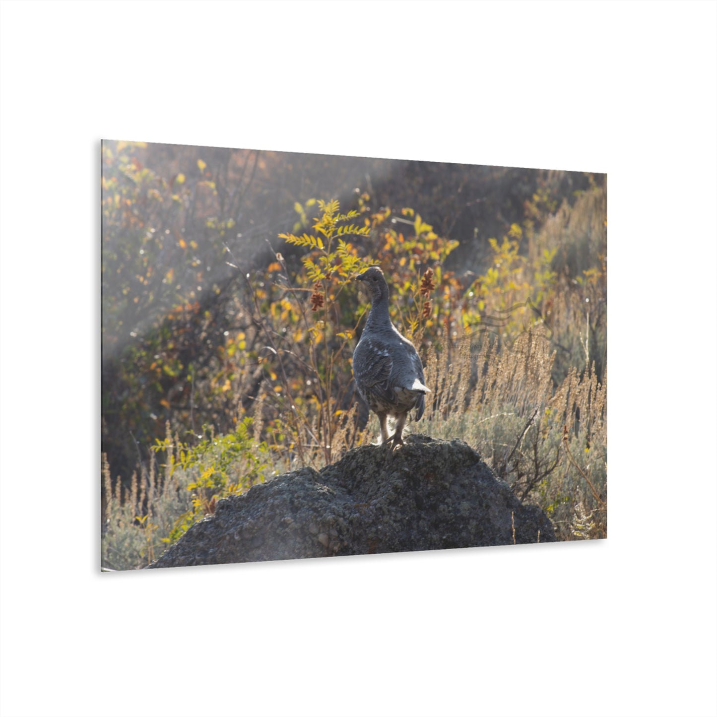 Wyoming Sage Grouse Acrylic