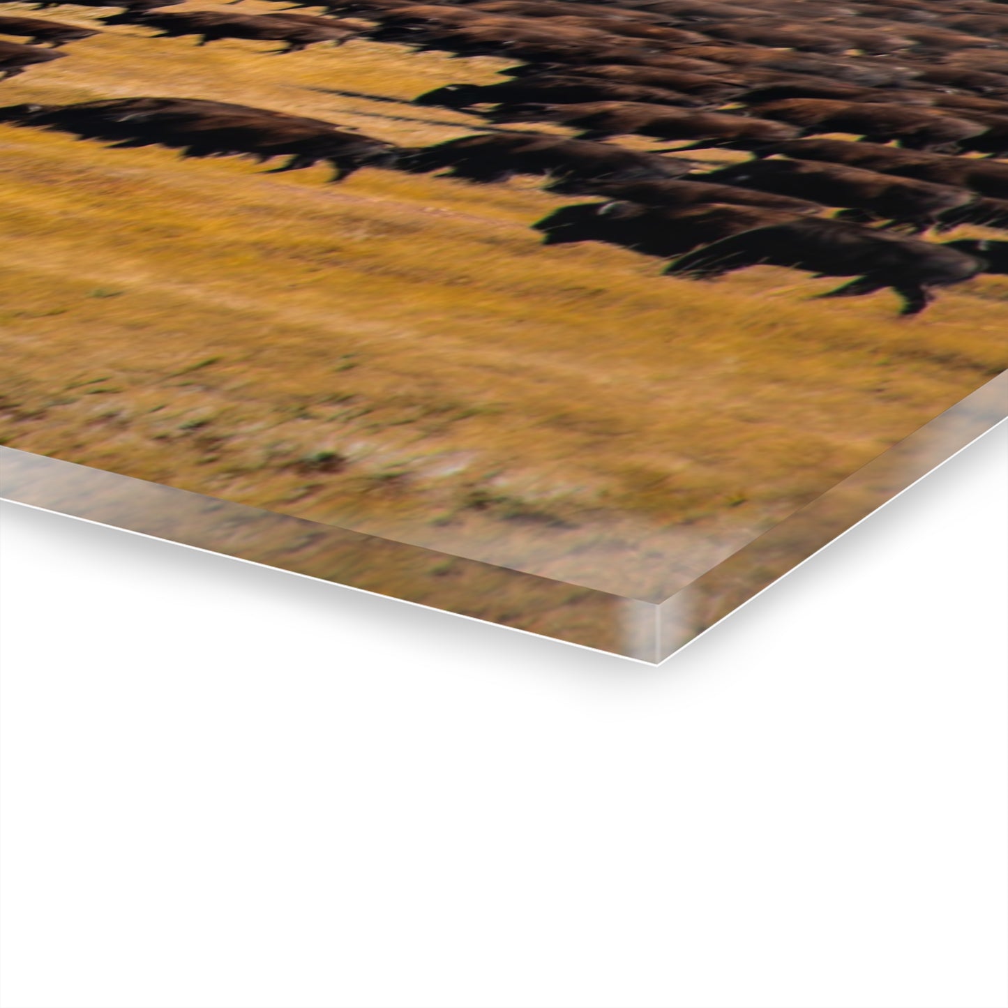 Buffalo all Gathered Acrylic