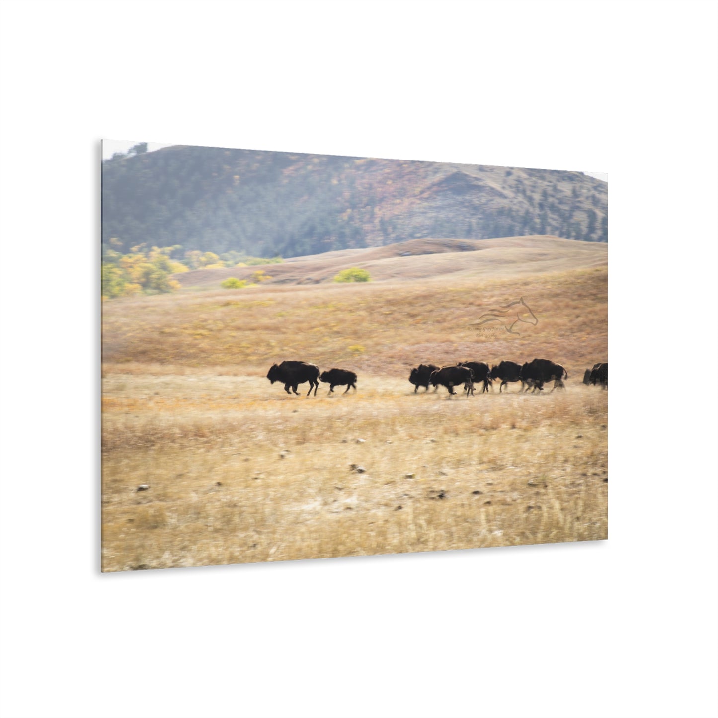 Beginning Buffalo Herd Acrylic