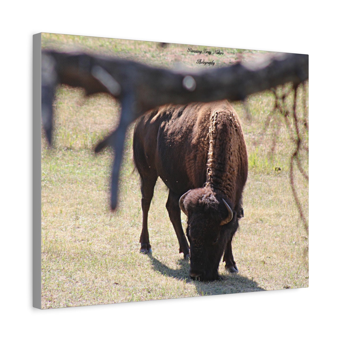 Buffalo Matte Canvas, Stretched, 1.25"