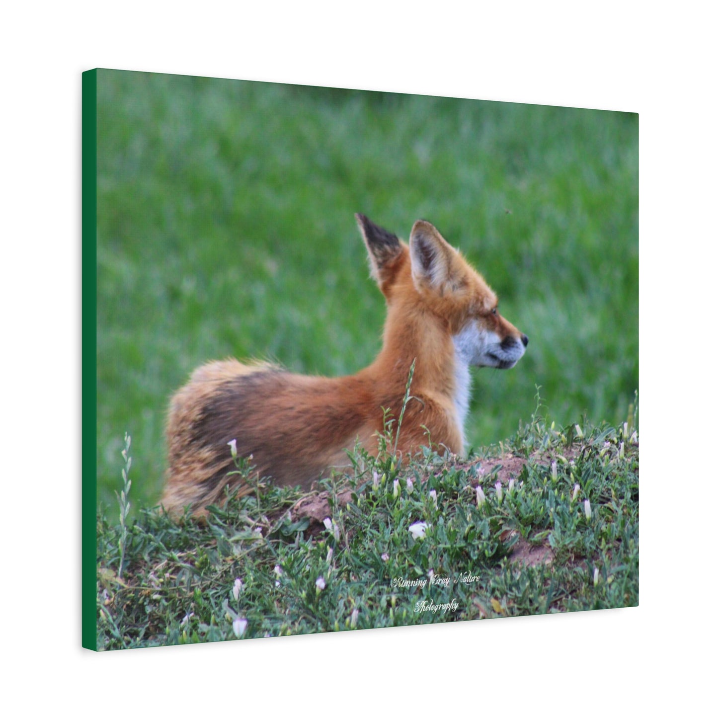 Red Tail Fox Matte Canvas, Stretched, 1.25"