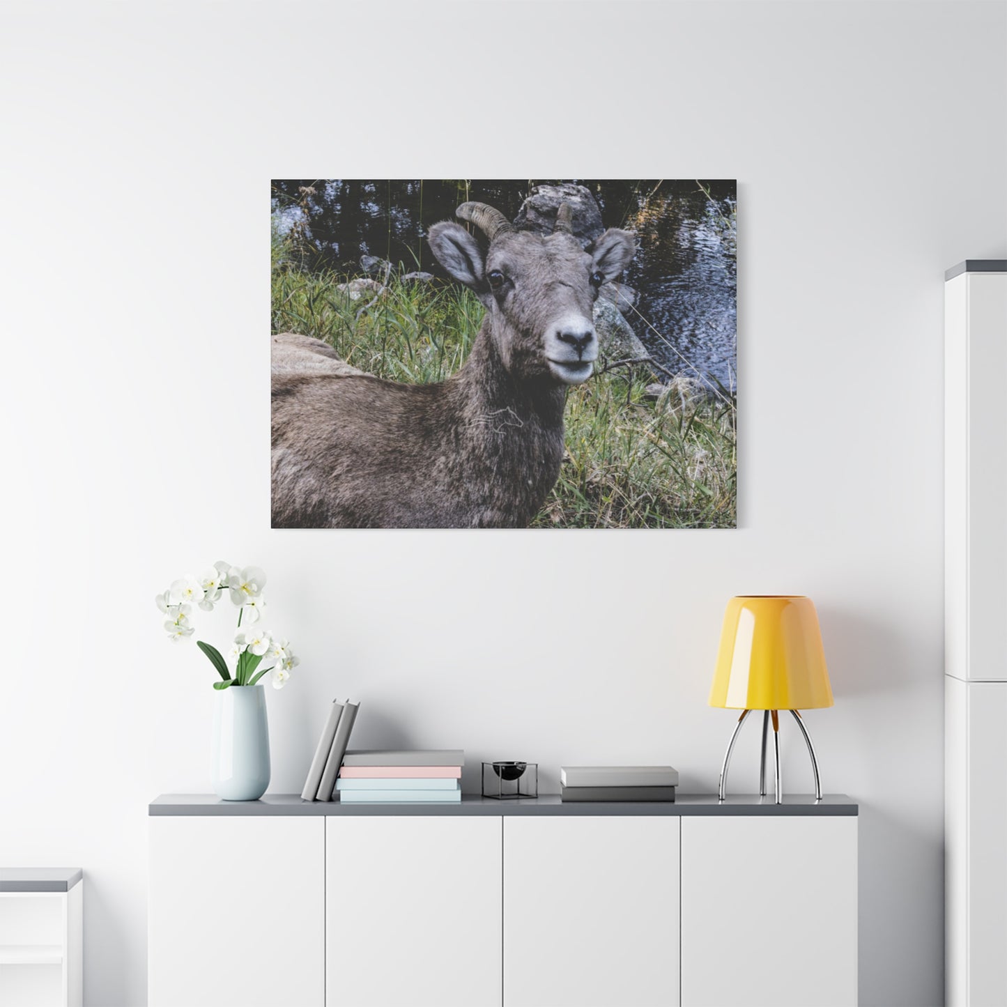 Big Horn Sheep Canvas