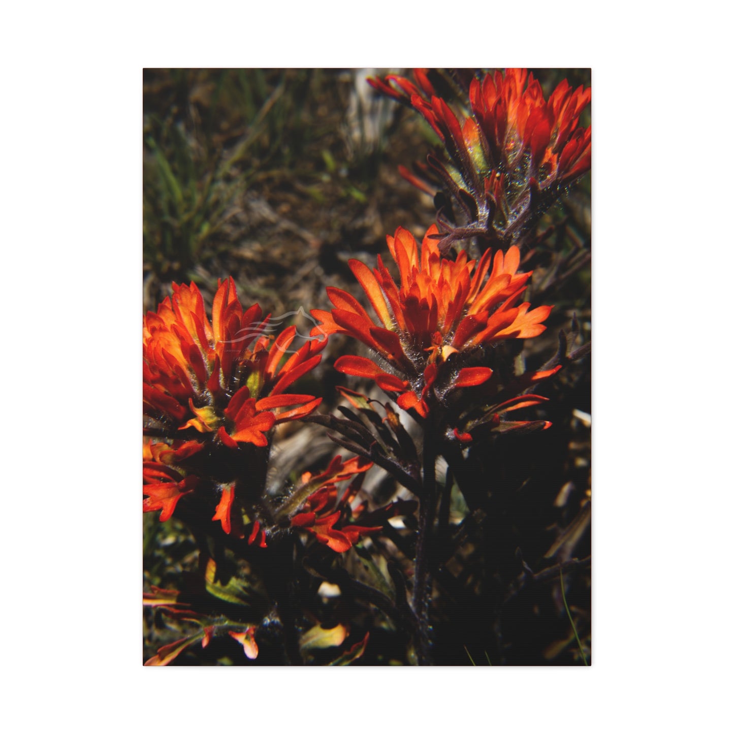 Indian Paint Brush Canvas