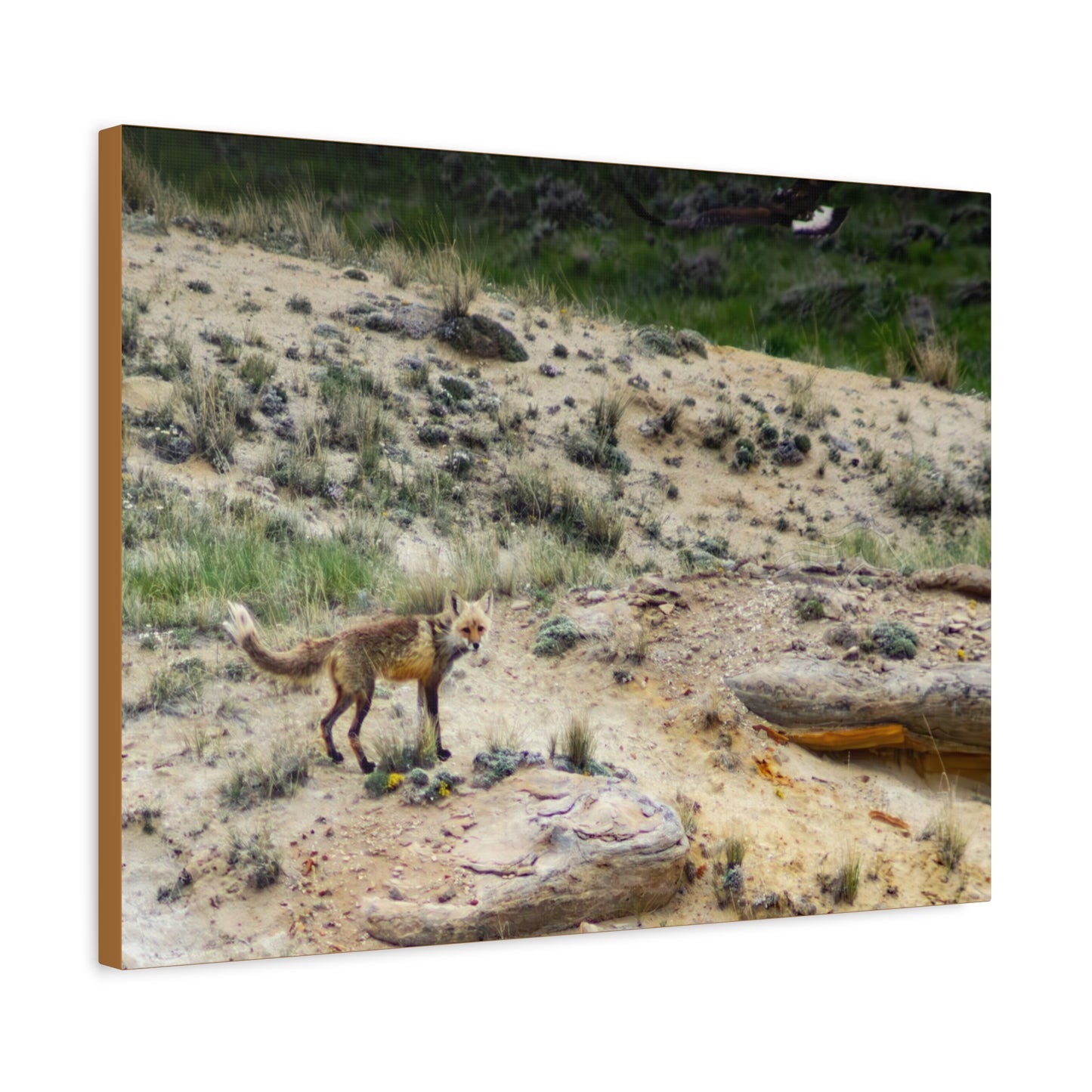 Swift fox and an Eagle