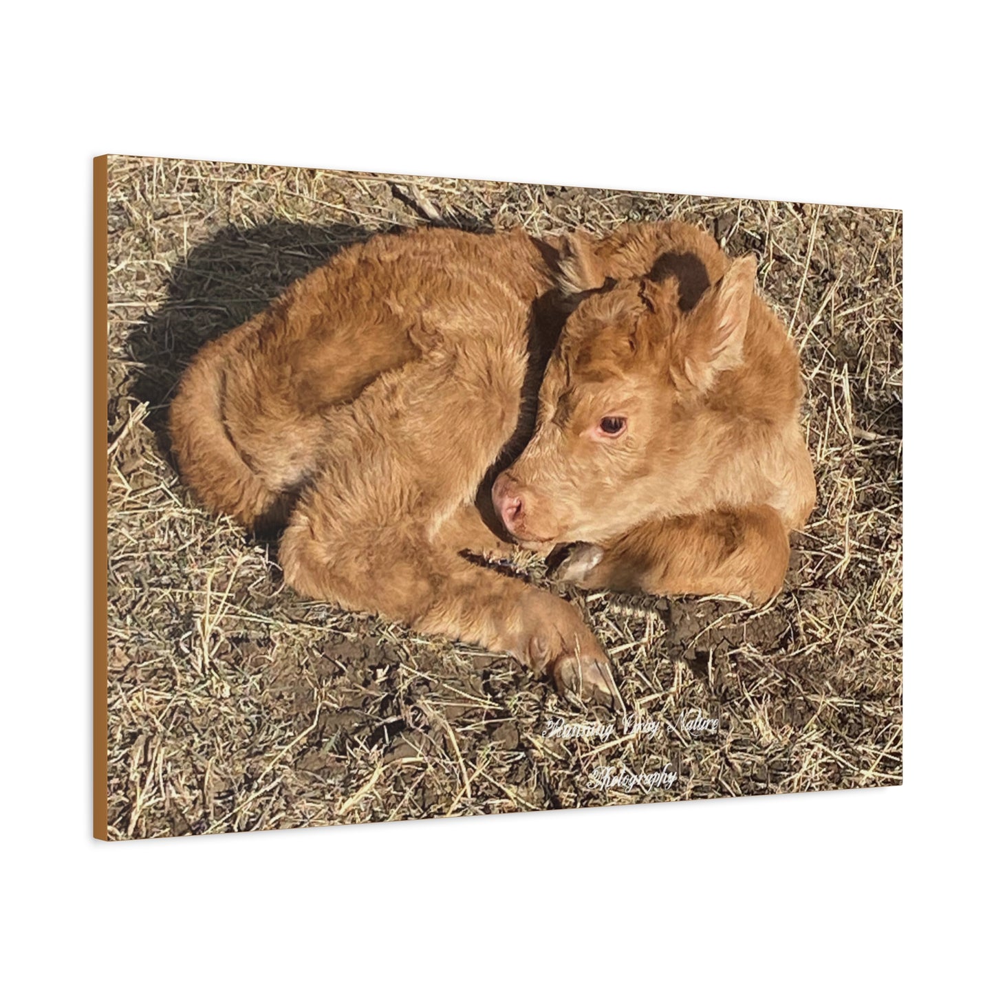 Baby Calf Matte Canvas, Stretched, 1.25"