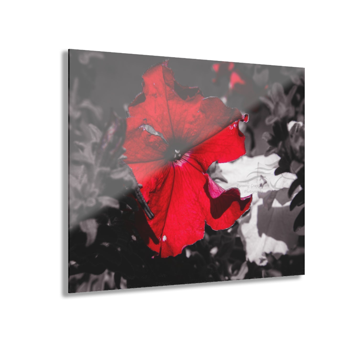 Black and Red Flower Acrylic