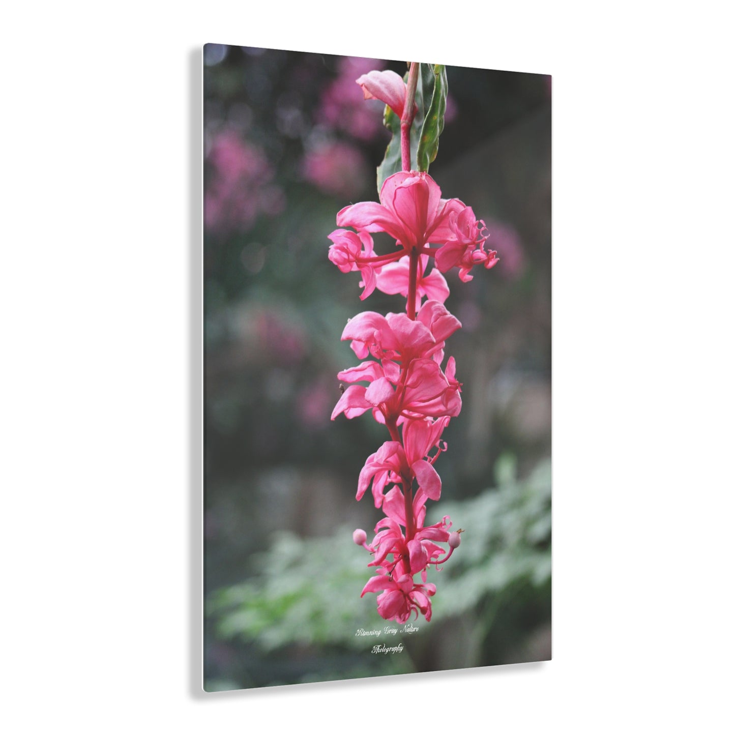 Showy Medinilla Acrylic Prints