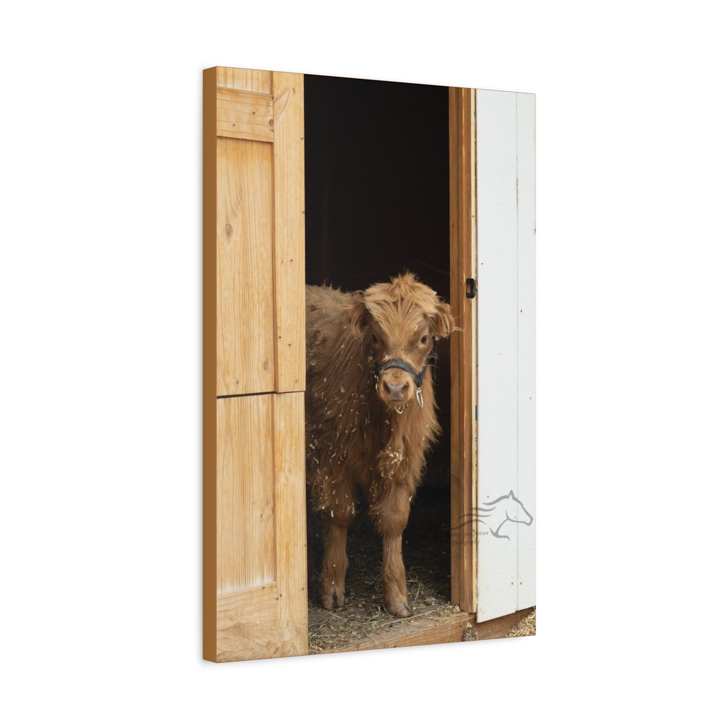 Little Highlander Canvas