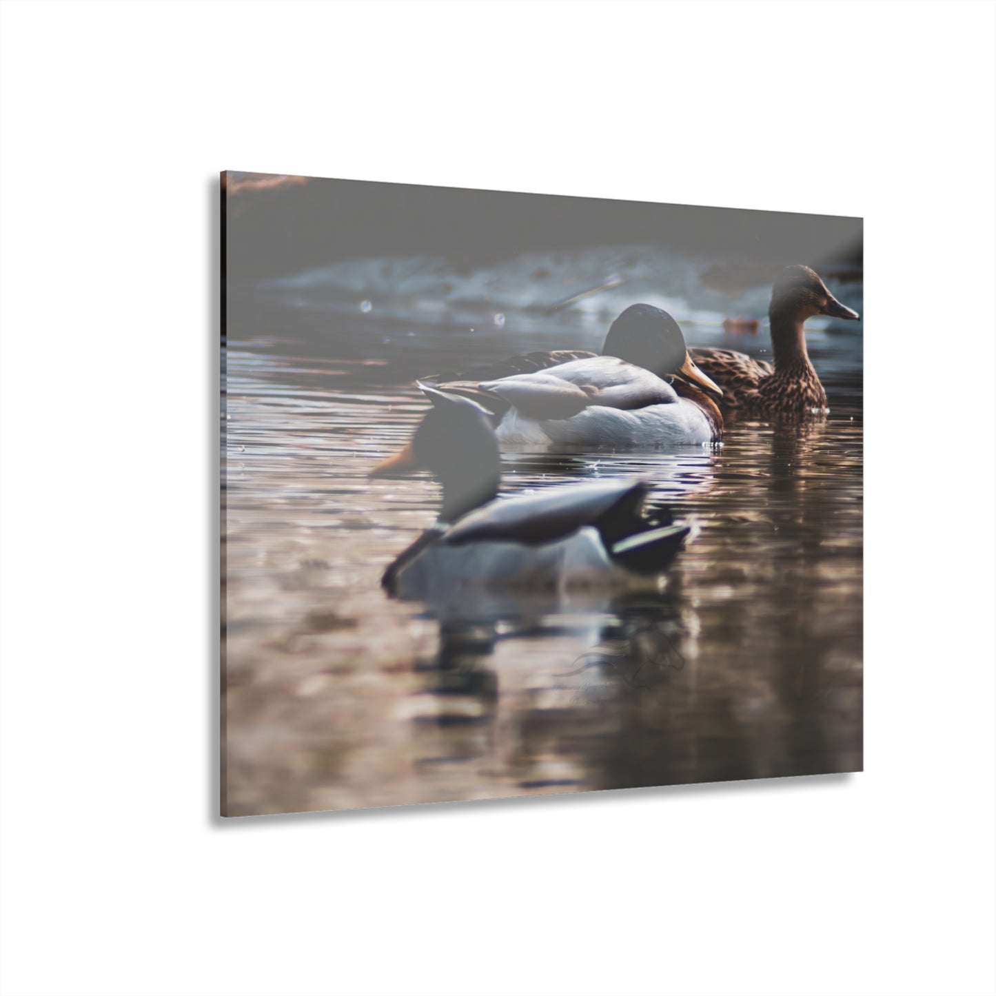 Mallard Ducks Acrylic