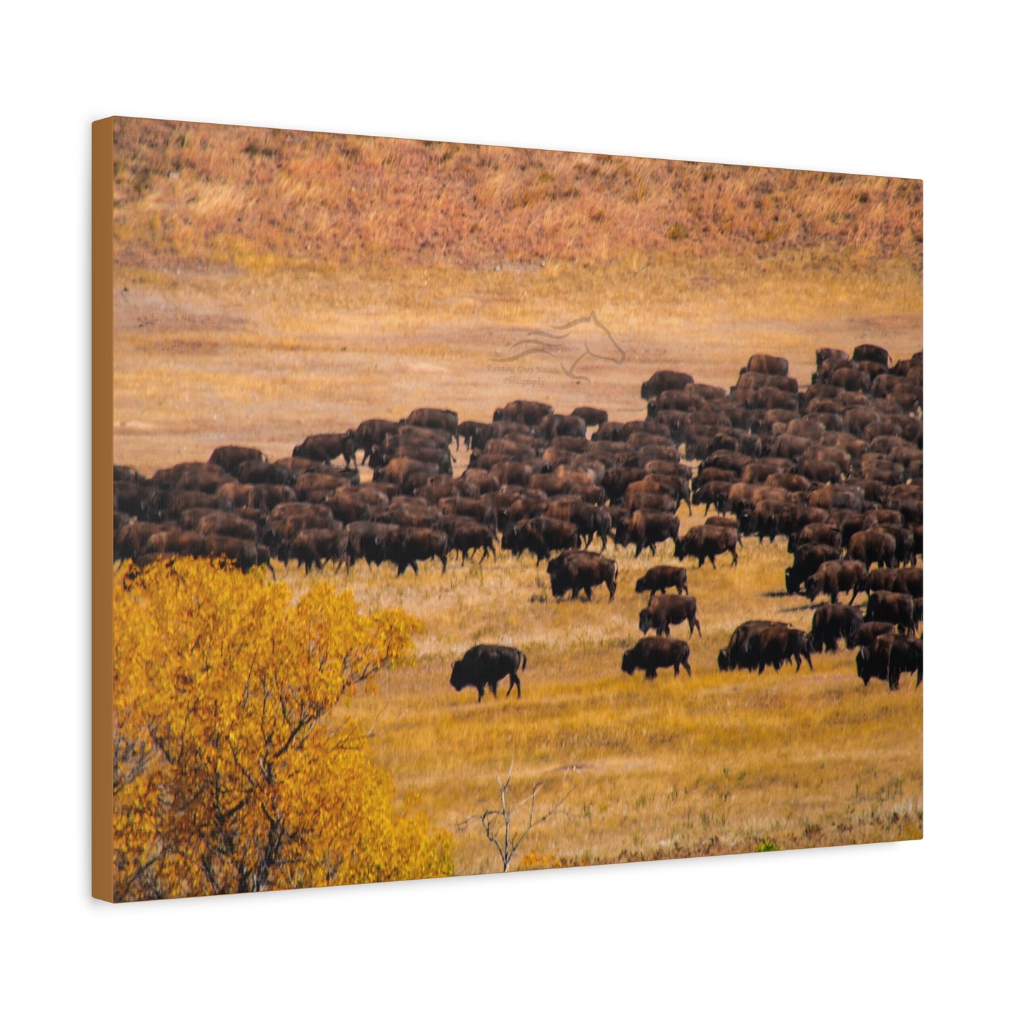 Buffalo all Gathered Canvas