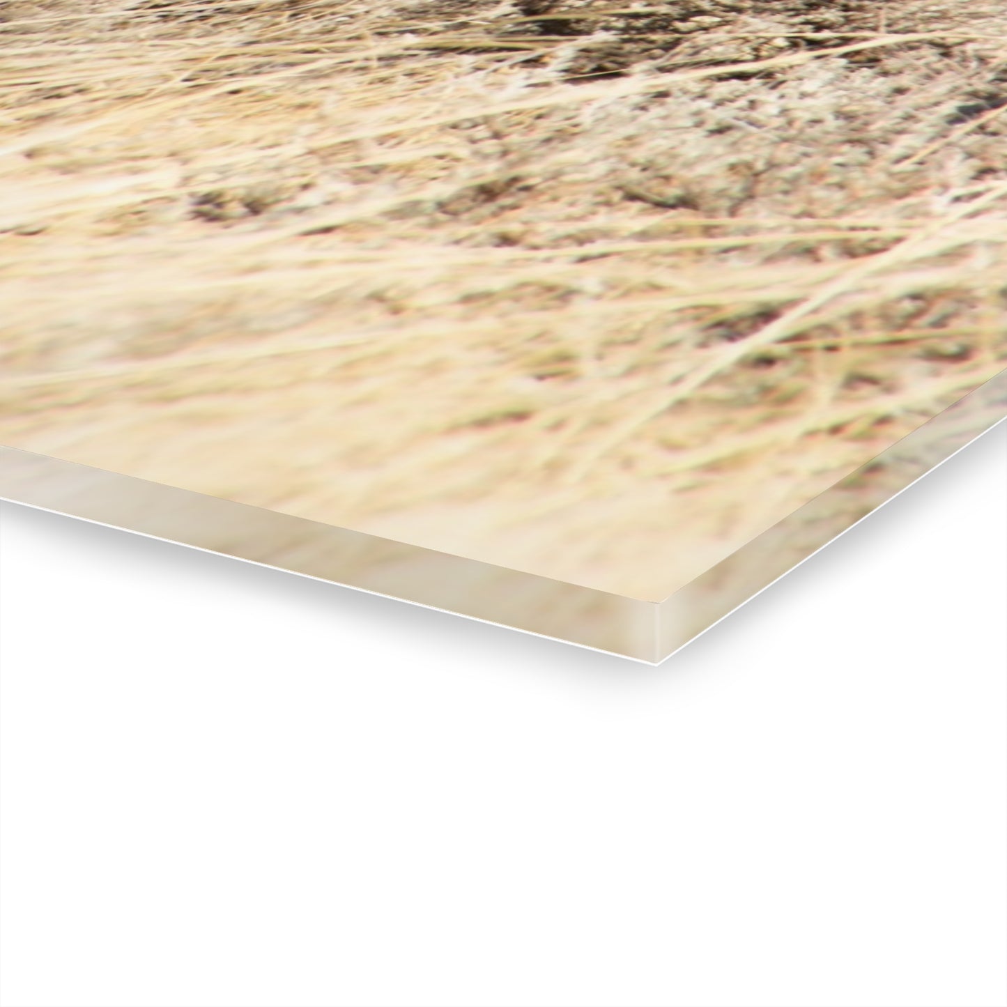 Monkey in the Middle Acrylic