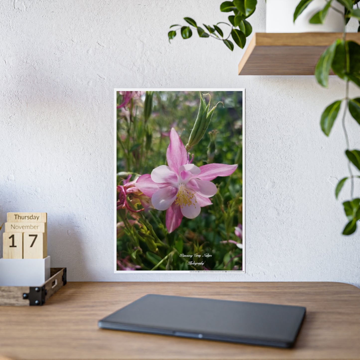 Posters Board Pink Columbine