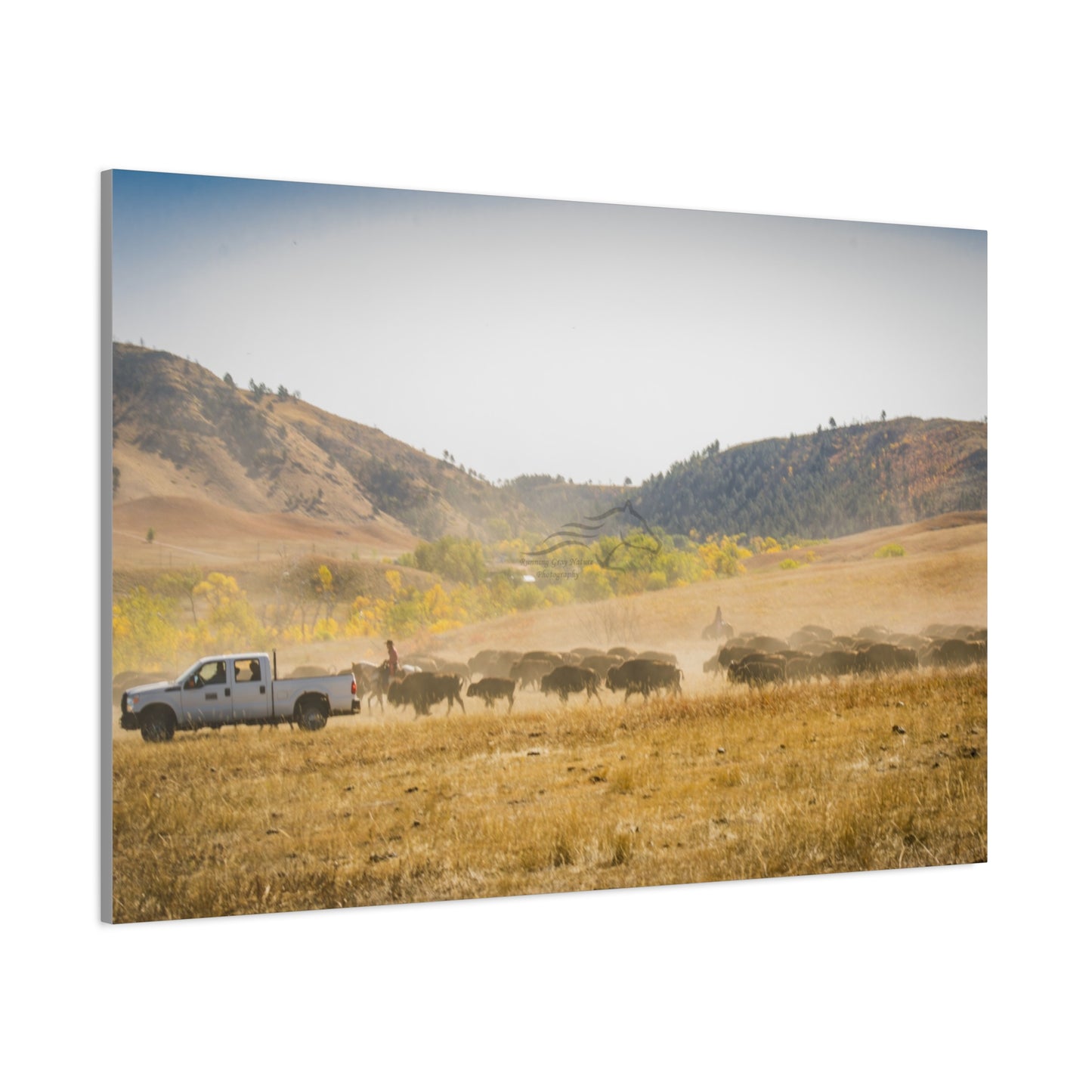 Trucks in the Buffalo Round Up