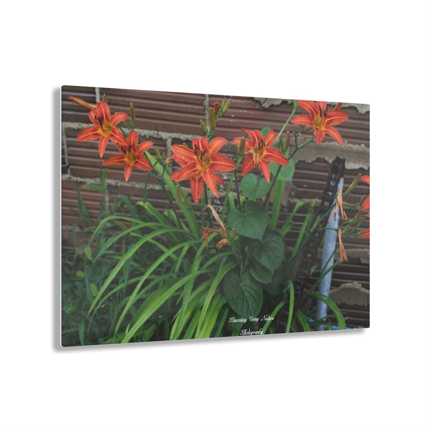 Tiger Orange Day Lily Acrylic Prints