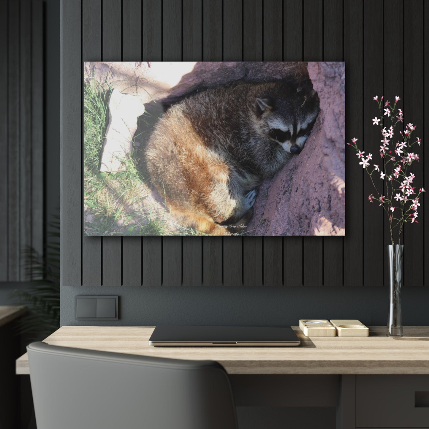 Sleeping Racoon Acrylic Prints