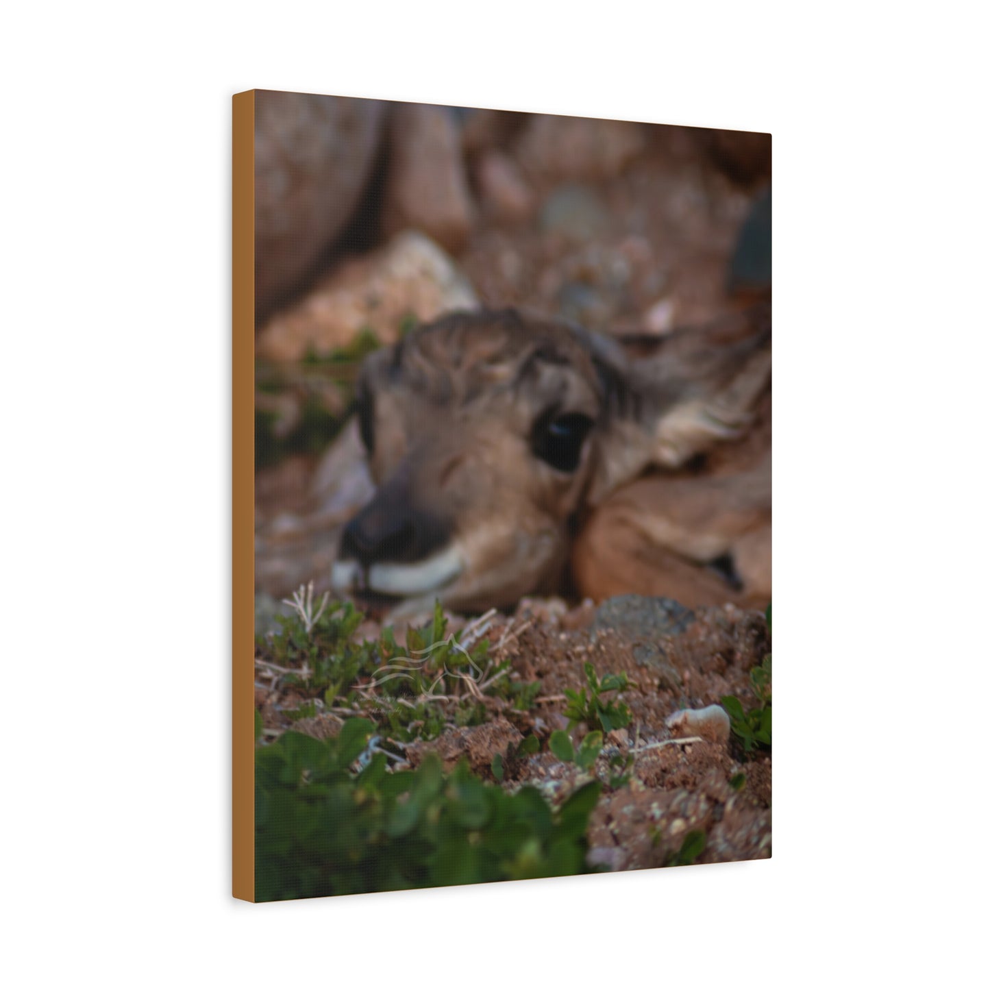 Gentle Antelope Fawn Canvas