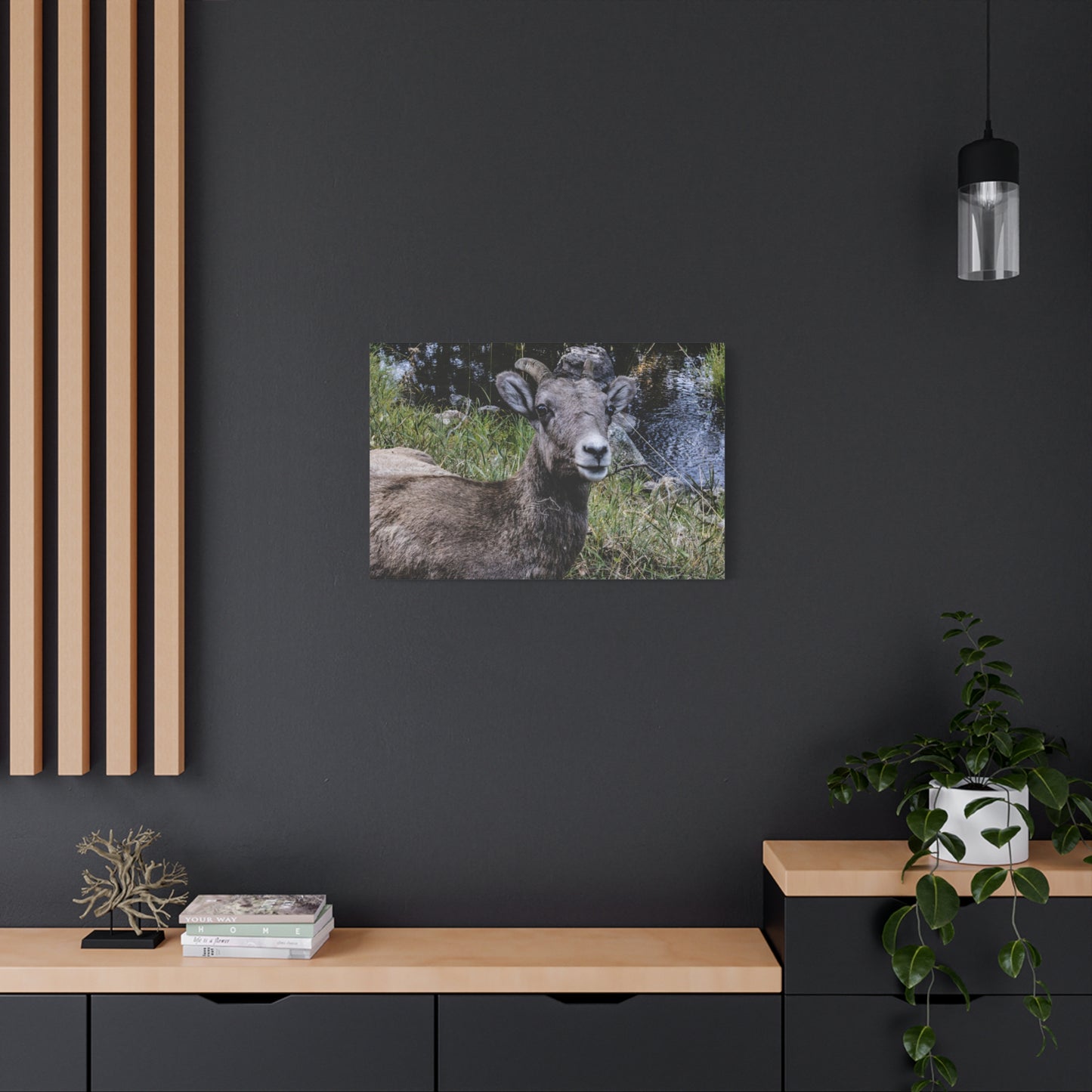 Big Horn Sheep Canvas