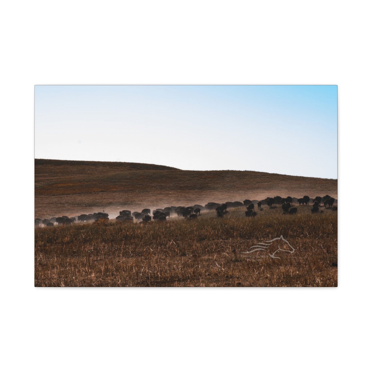Buffalo Herd Canvas
