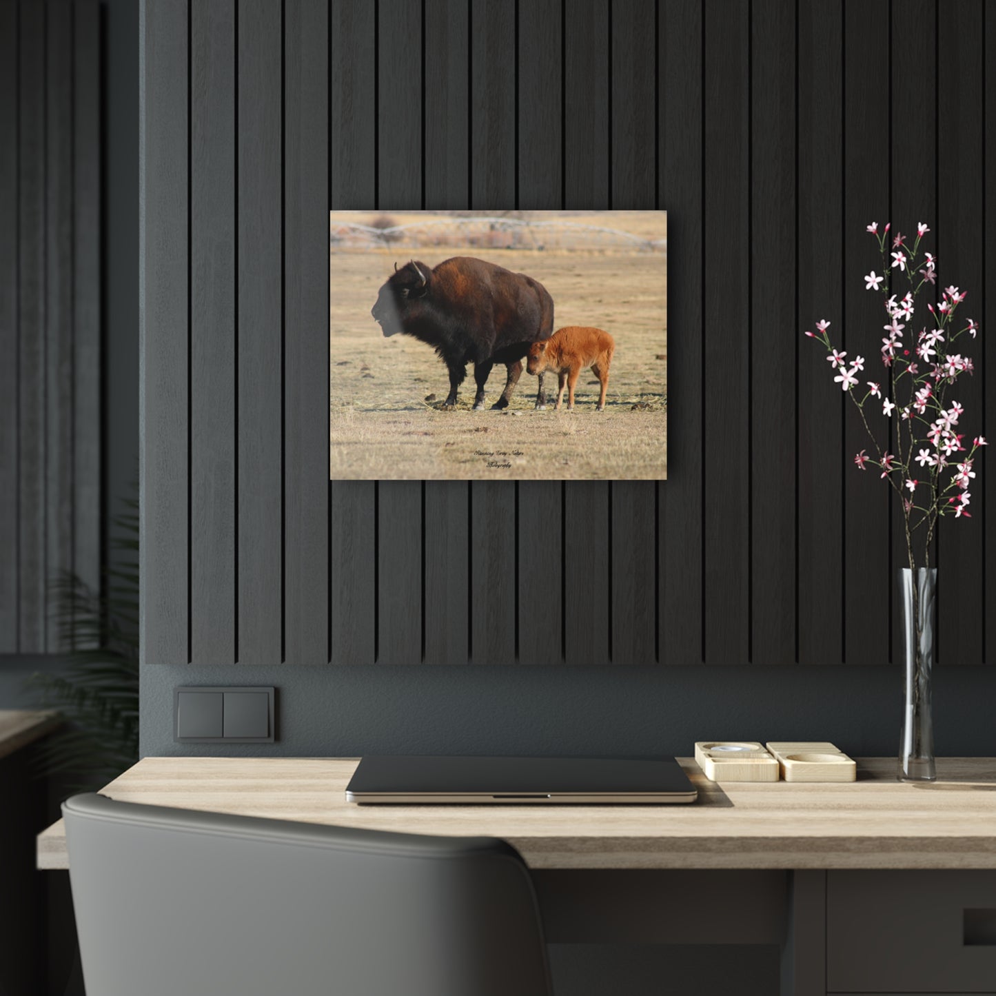 Momma and Baby Buffalo Acrylic Prints