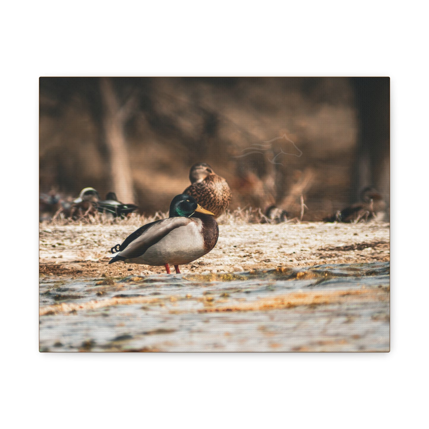 Nature-Inspired Duck Canvas