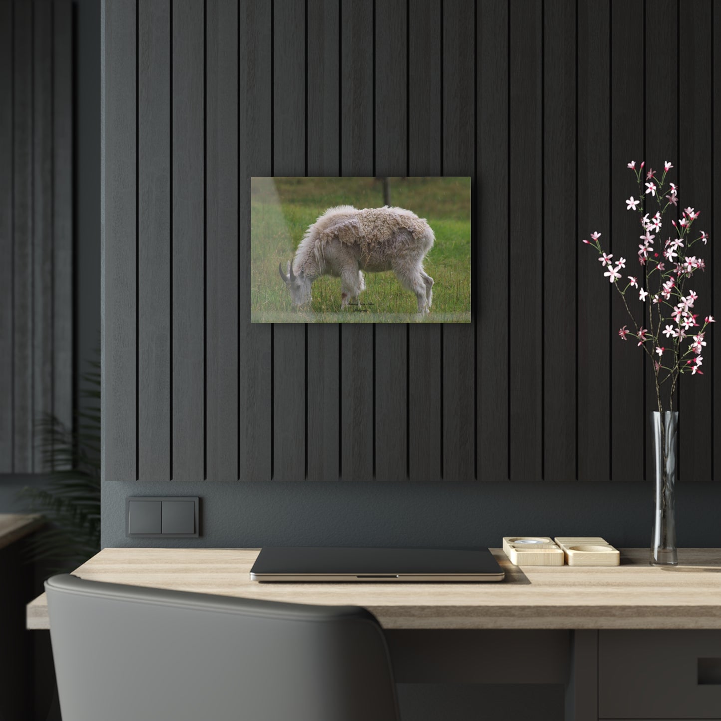 Mountain Goat Acrylic Prints