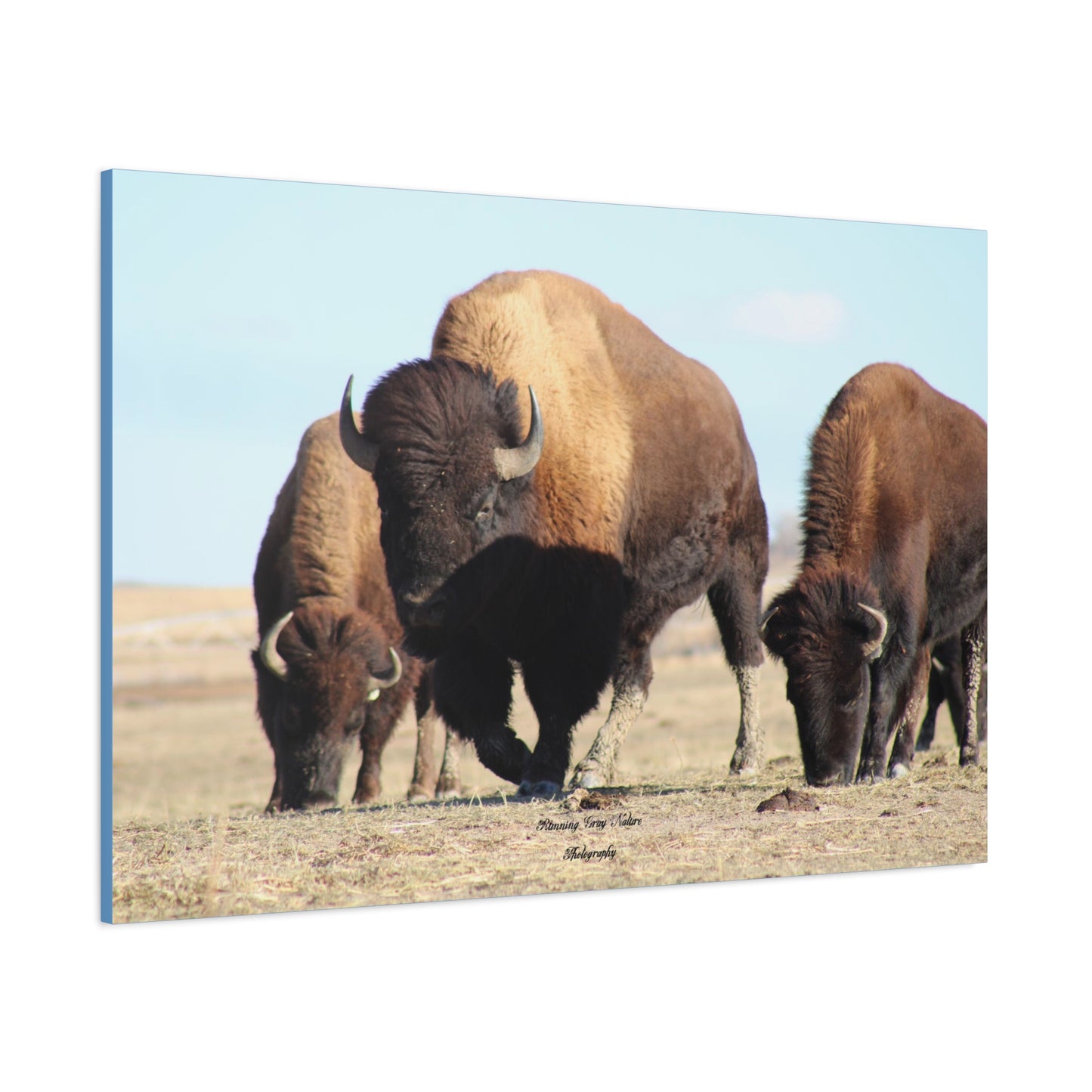 Buffalo Herd Matte Canvas, Stretched, 1.25"