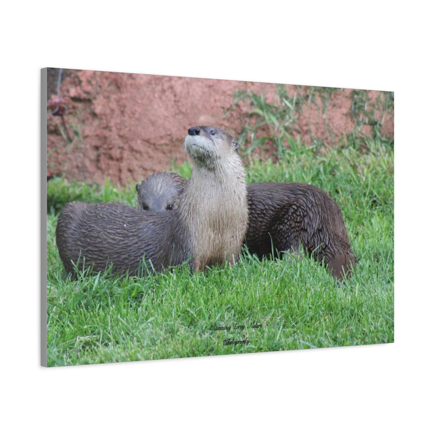 Otter Stare Matte Canvas, Stretched, 1.25"