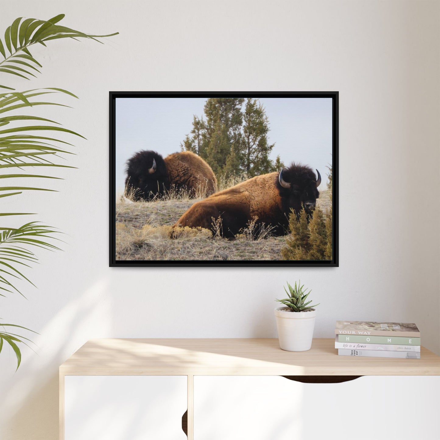 Two Bull Buffalo Framed Canvas