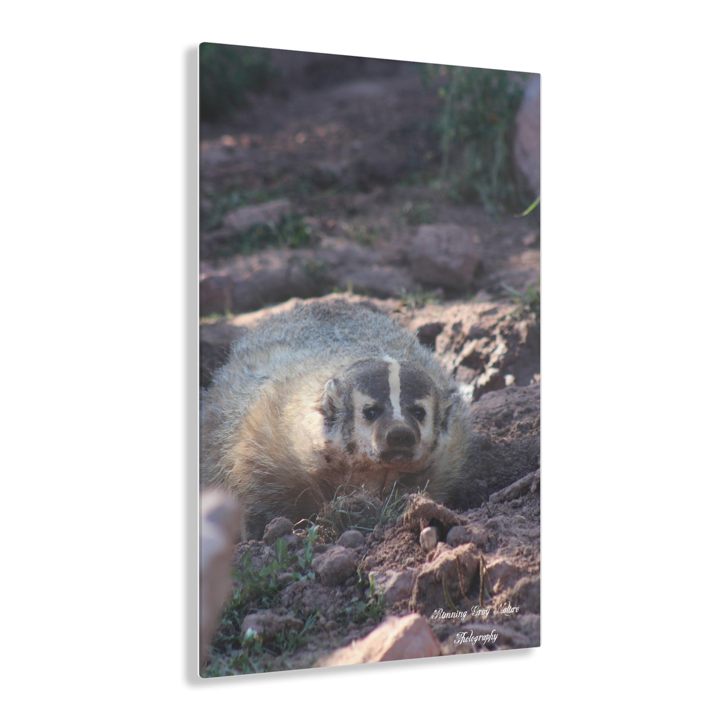 Badger Acrylic Prints