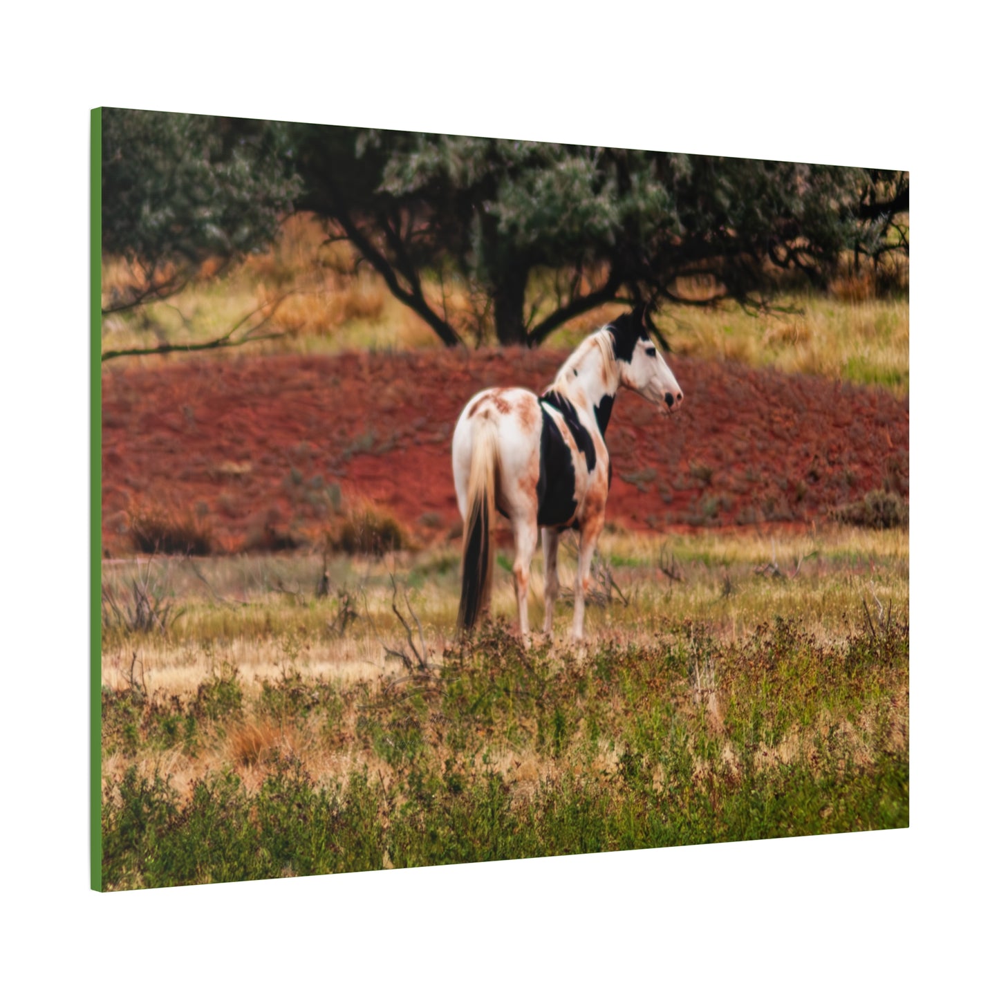 Painted Horse Canvas