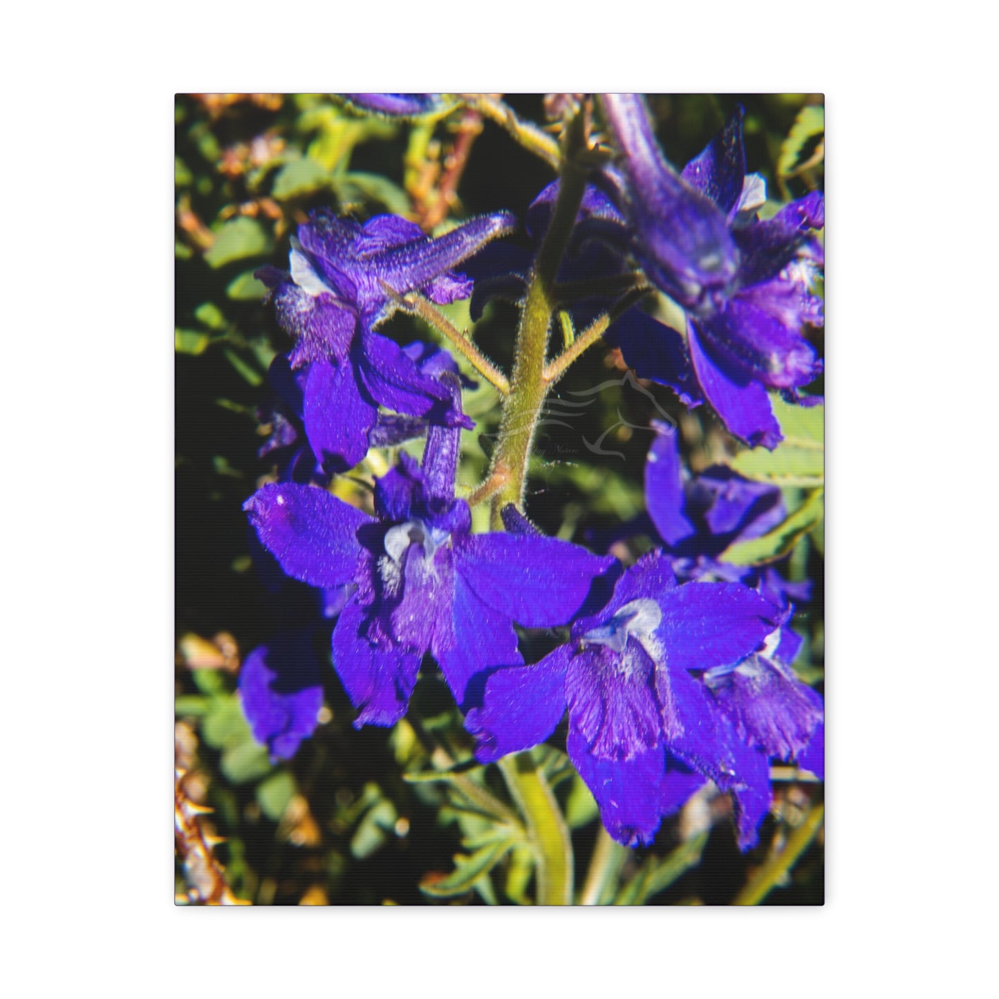 Royal Larkspar Canvas