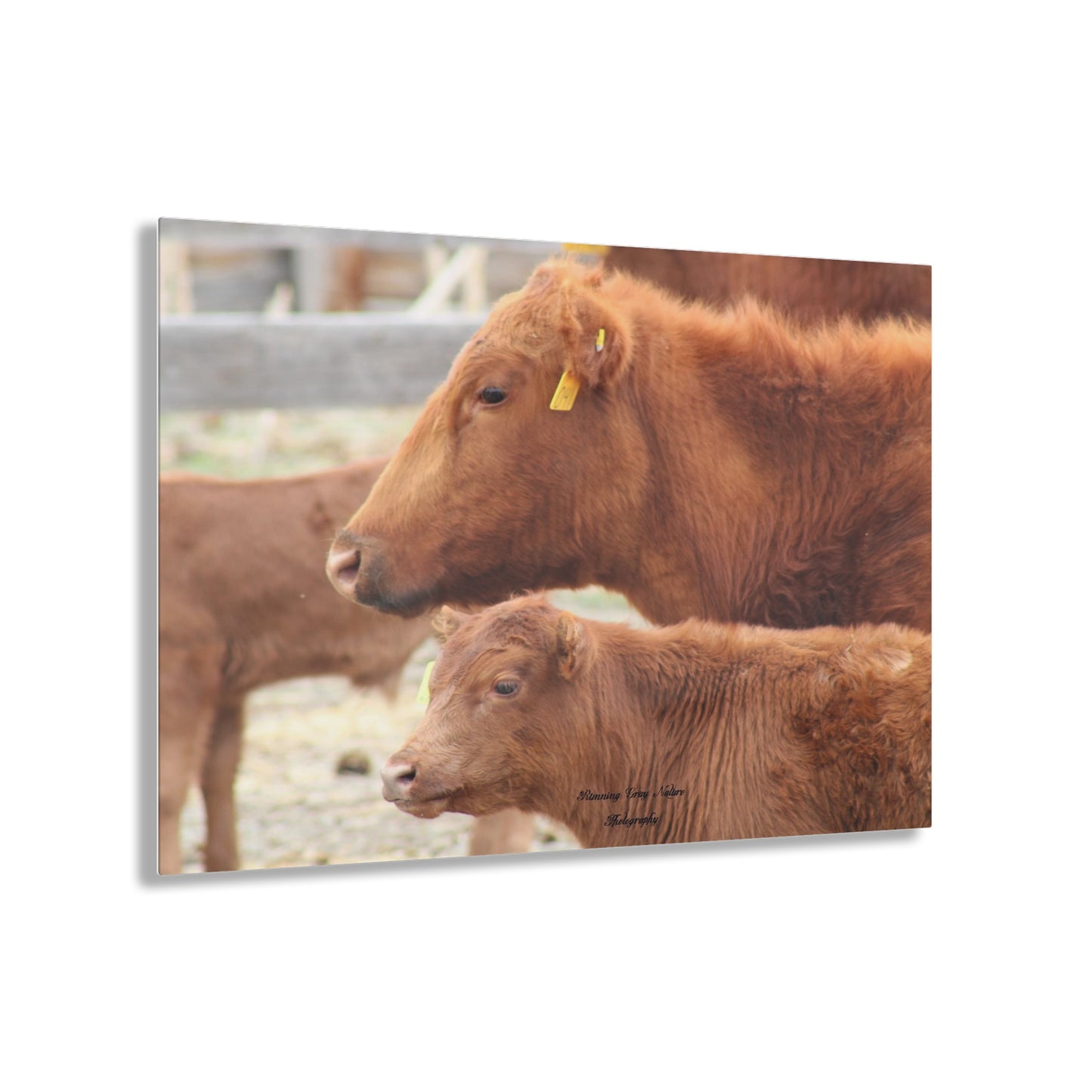 Momma and Baby Calf Acrylic Prints