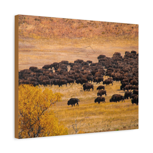 Buffalo all Gathered Canvas