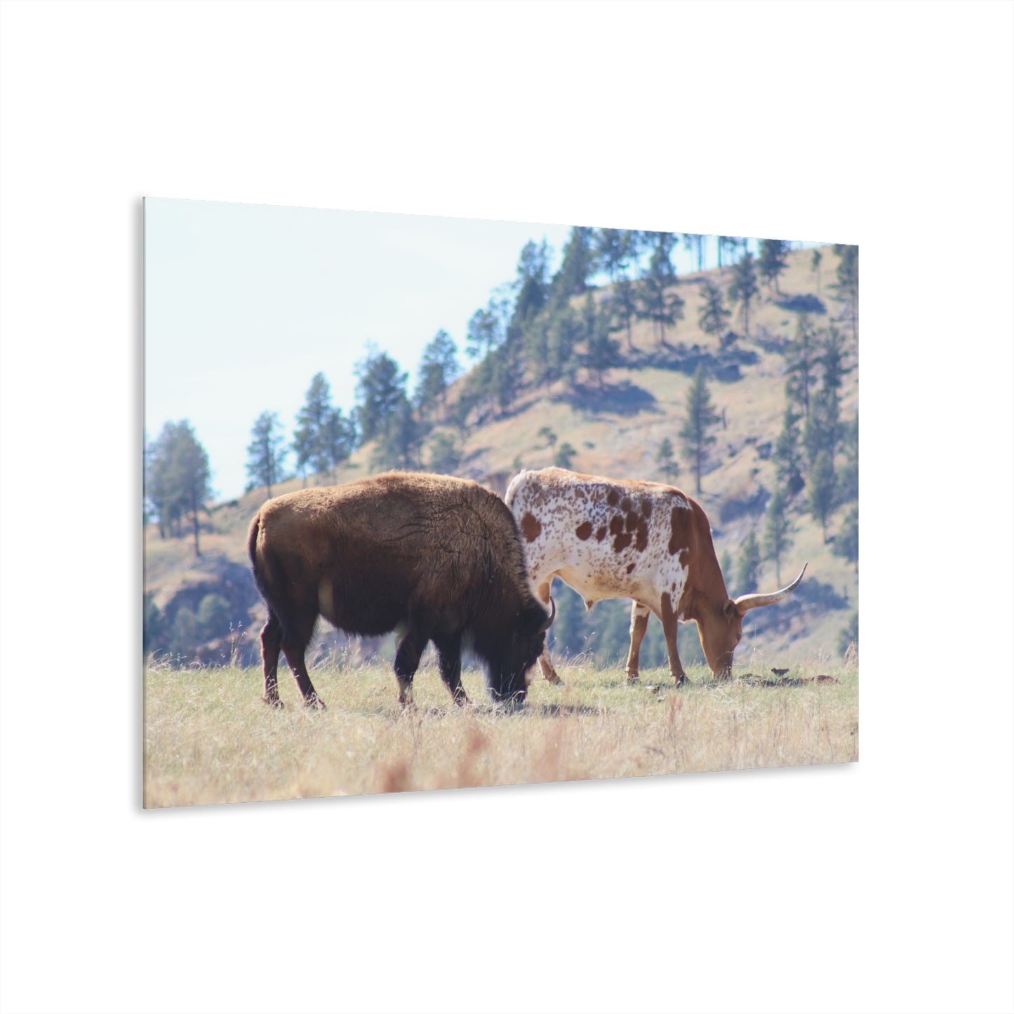 Long Horn and Buffalo Acrylic